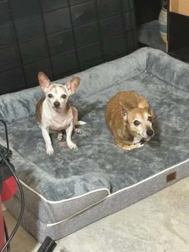Two small dogs relaxing comfortably after grooming appointment at local dog salon