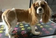 Cavalier King Charles Spaniel after professional dog grooming at a salon in Ranson WV