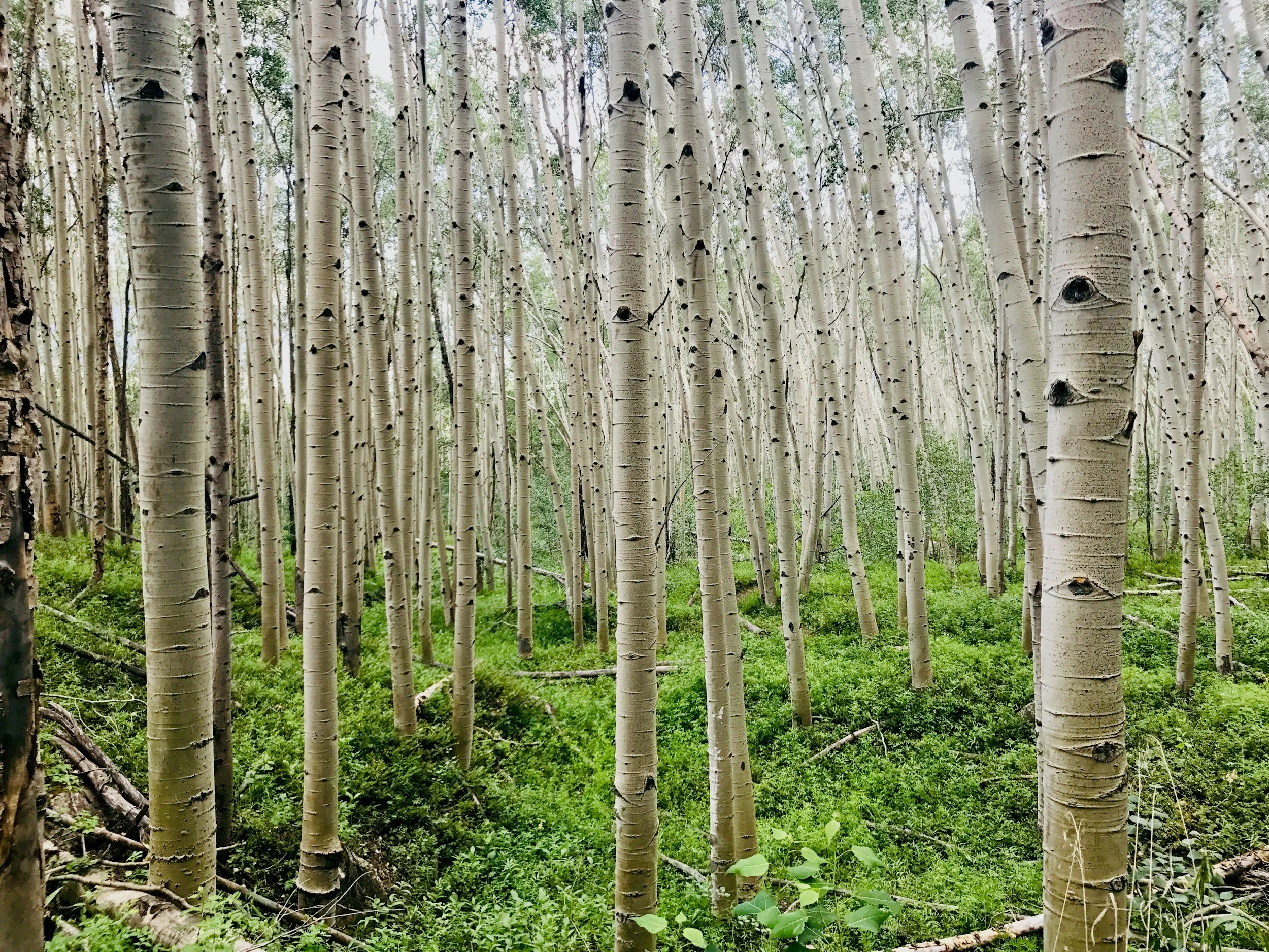 A forest of tall, slender aspen trees with green undergrowth.