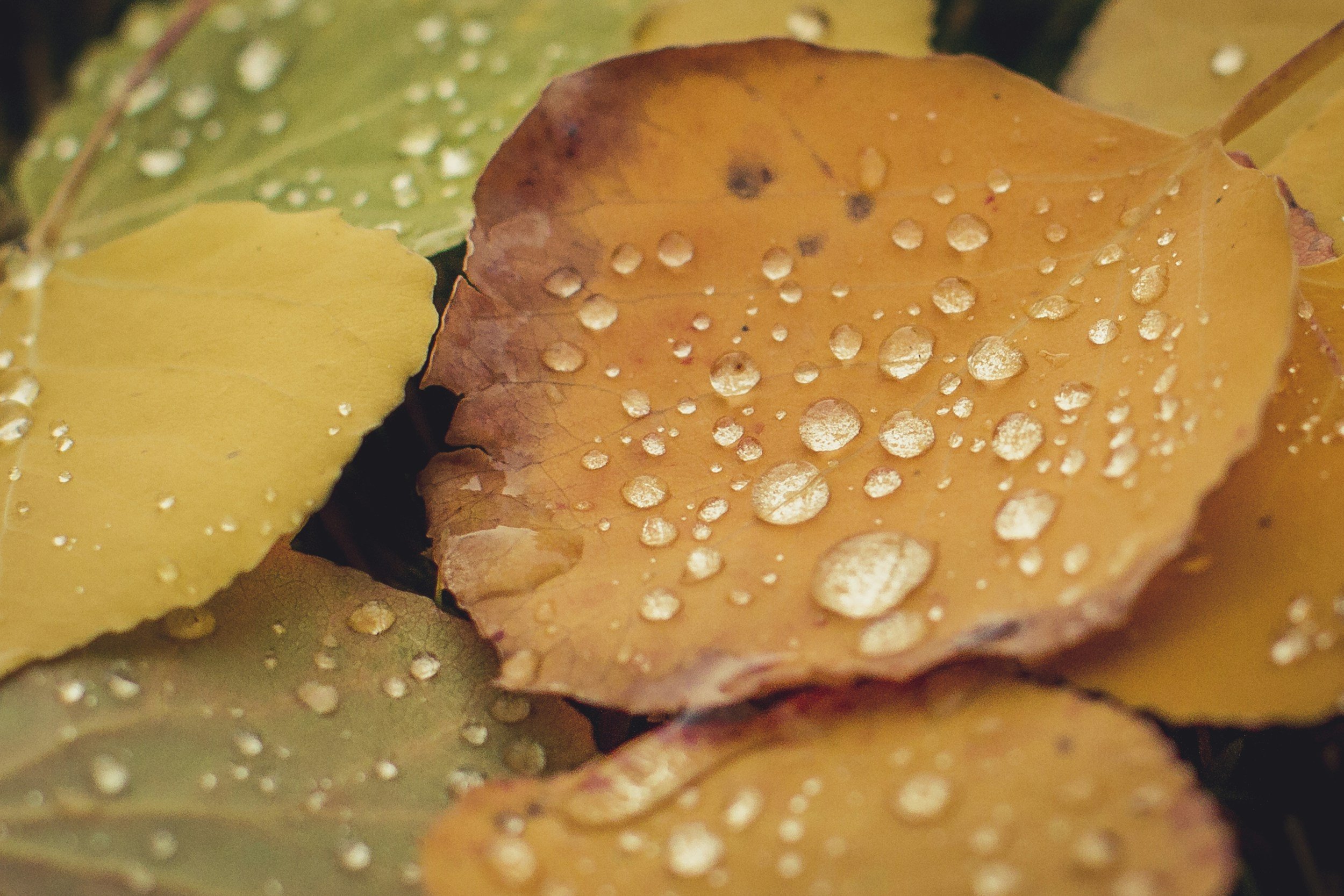 Close-up of fall leaves in shades of yellow, orange, and green with water droplets on them.