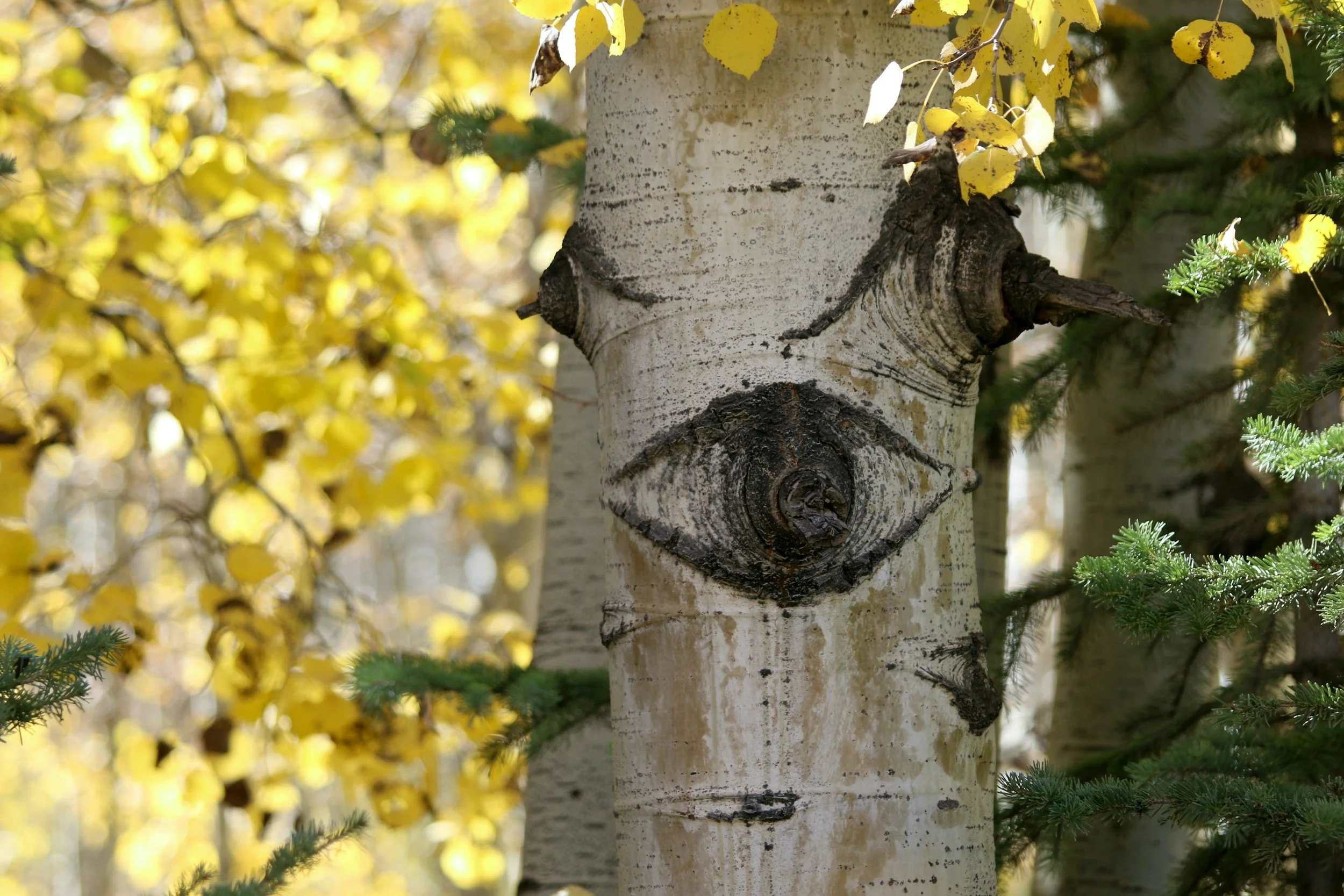 Close-up of a birch tree trunk with a natural eye-shaped pattern in the bark, surrounded by yellow autumn leaves and green evergreen branches.