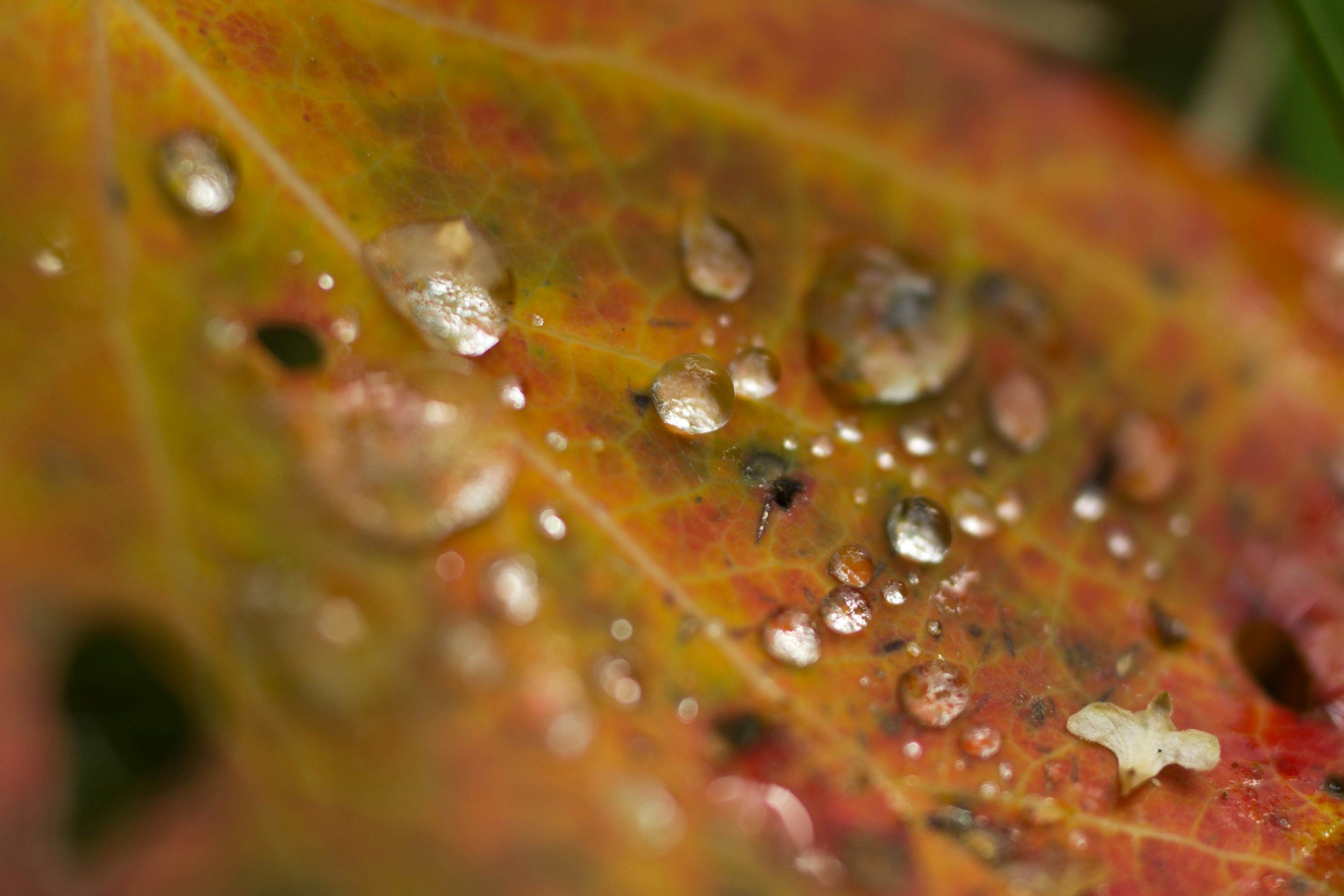 Close-up of a leaf with water droplets on its surface.