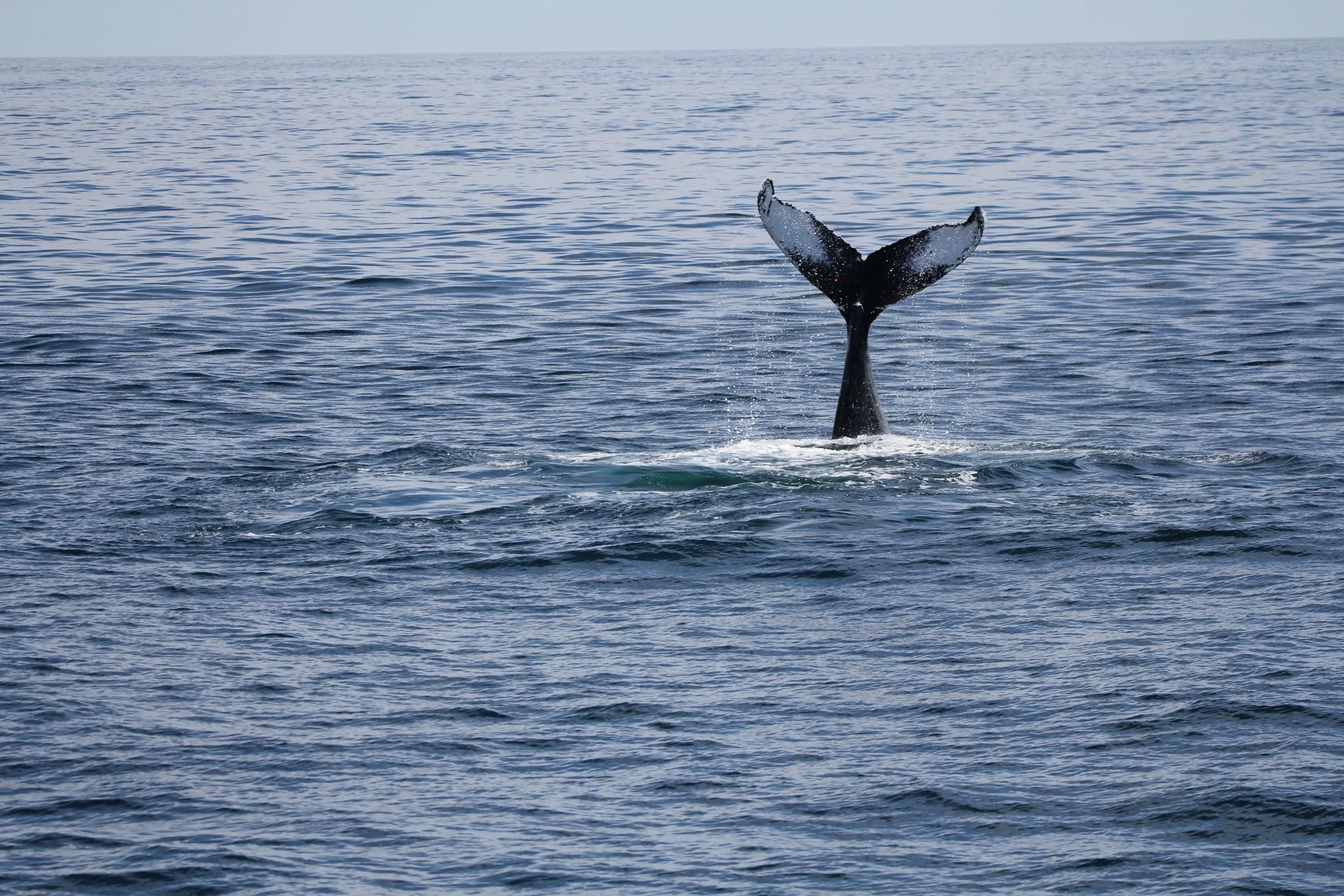 Humpback Whale Photo ID Work