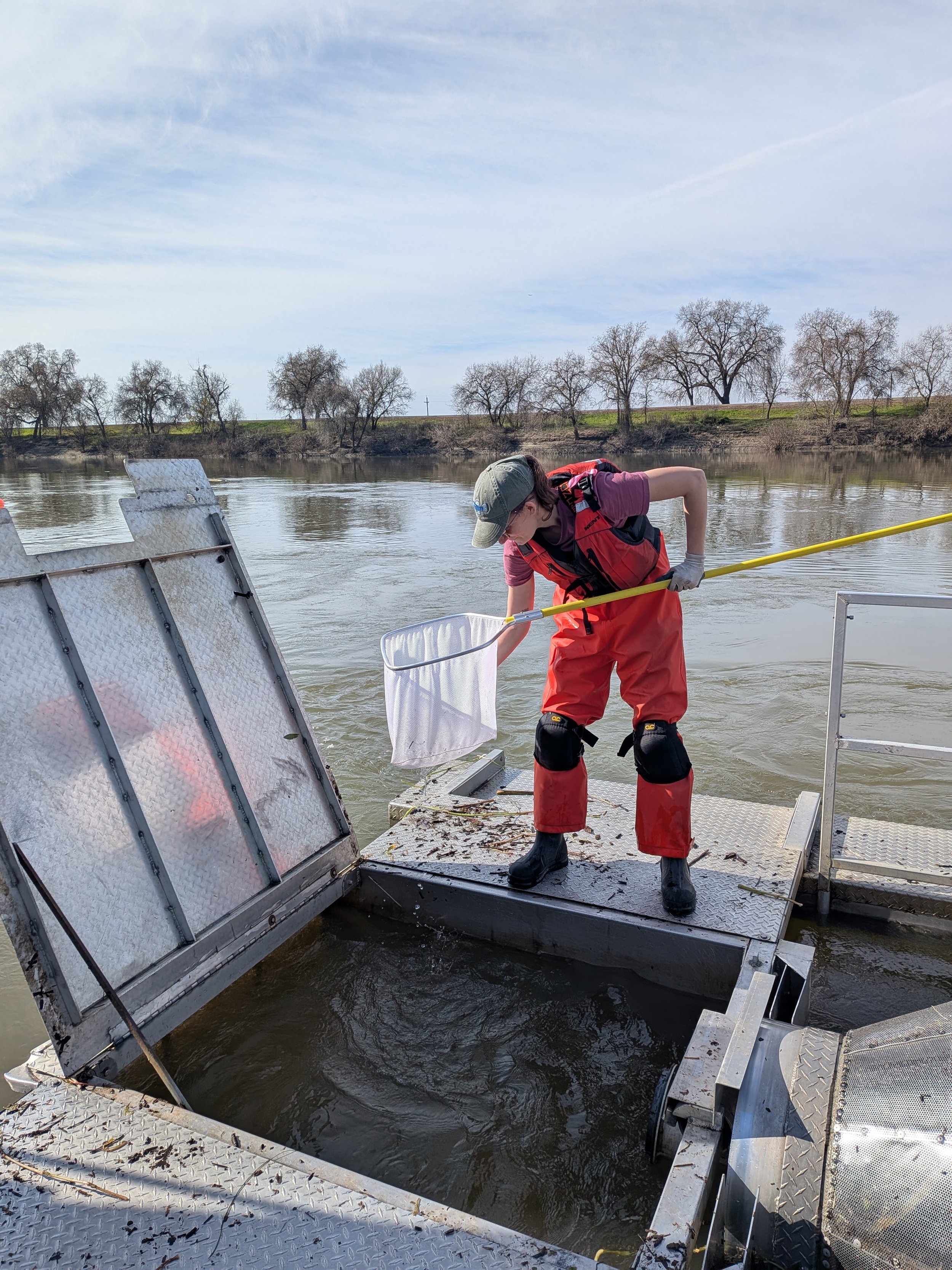 Juvenile Chinook Salmon Monitoring