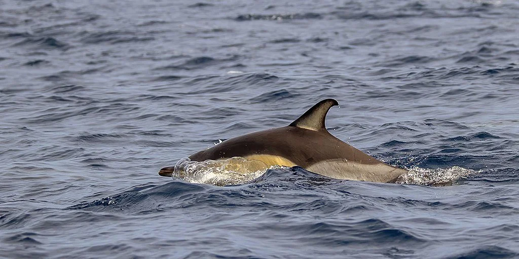 Common Dolphin Photo-ID Catalogue Work 