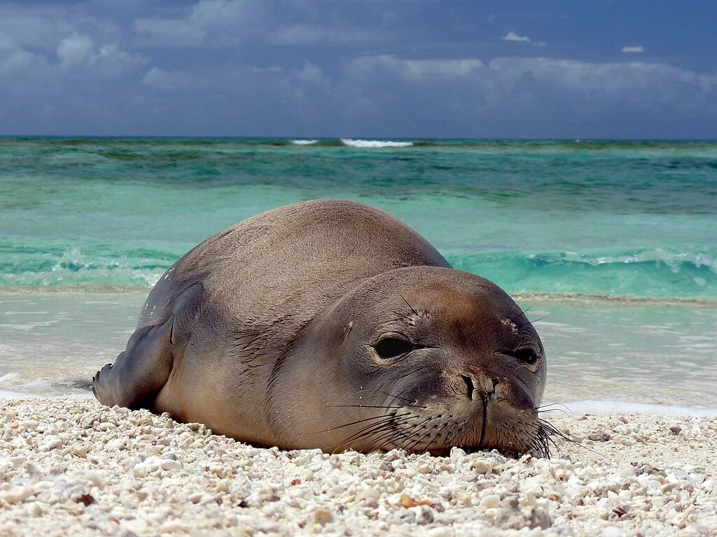 Hawaiian Monk Seal Research Program