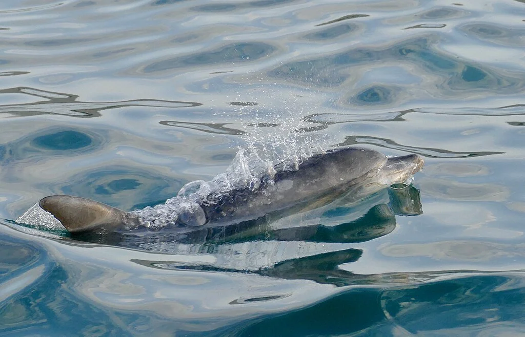 Indo-Pacific Bottlenose Dolphin Transect Surveys