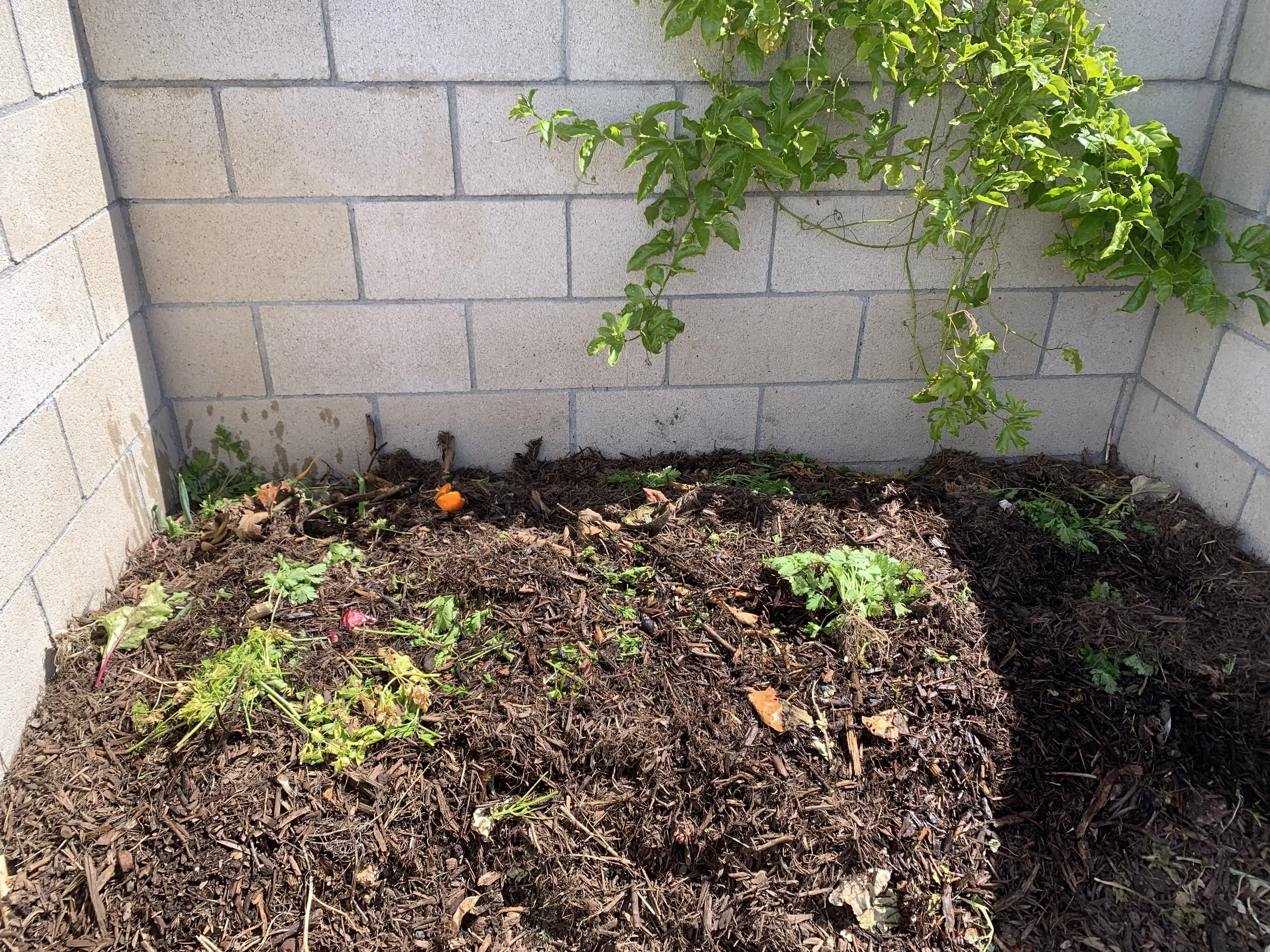 Spring Awakening at Campus Earth