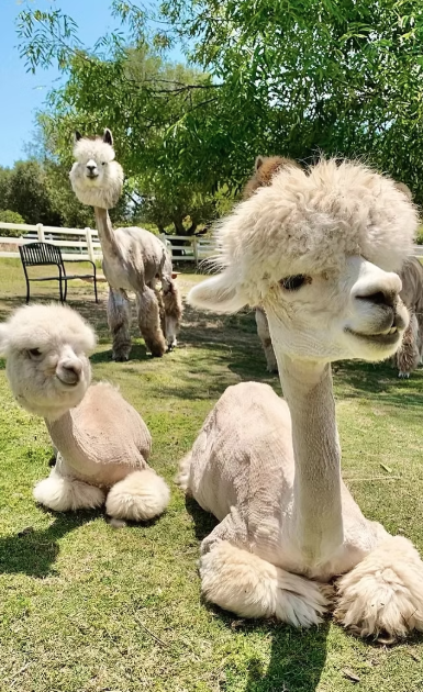 Special FRIDAY Adventure (ANIMALS: Canzelle Alpaca Farm)