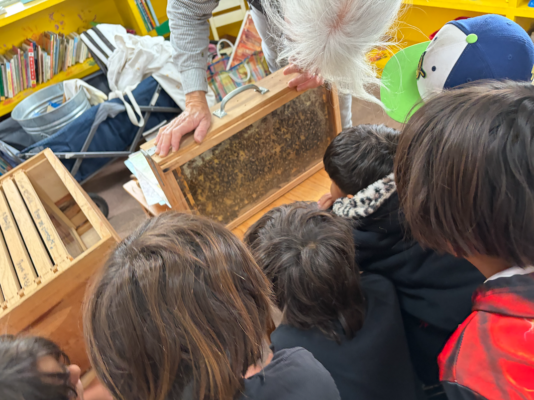 Spring’s Sweet Work: Inside the World of Bees