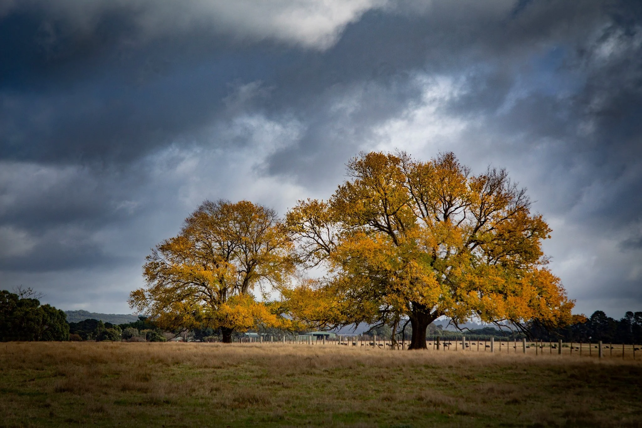 345449034_267647565612195_6407613336499659423_n - Copy.jpg