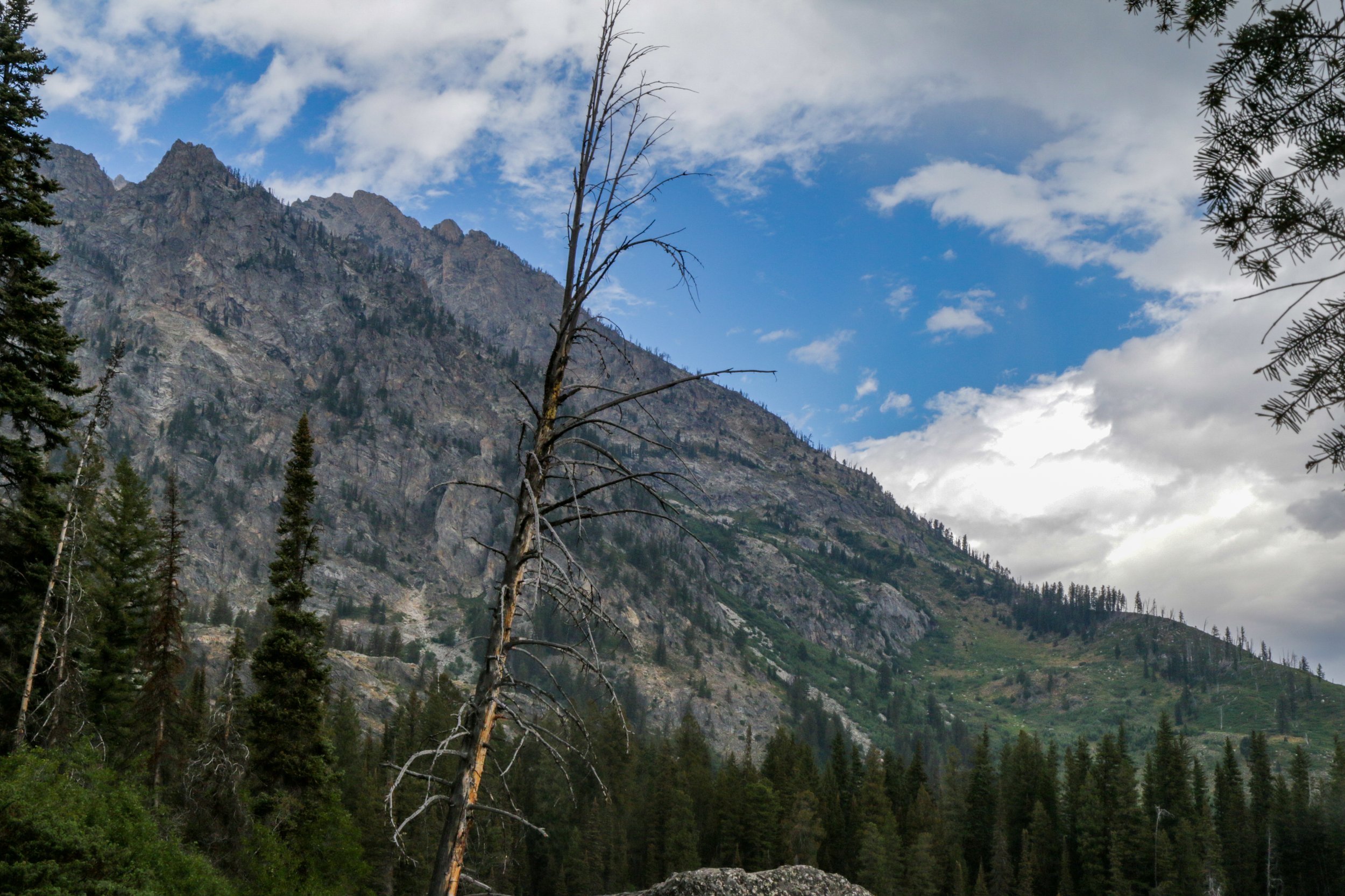 "Alpine Clearing" – Grand Teton National Park, Wyoming