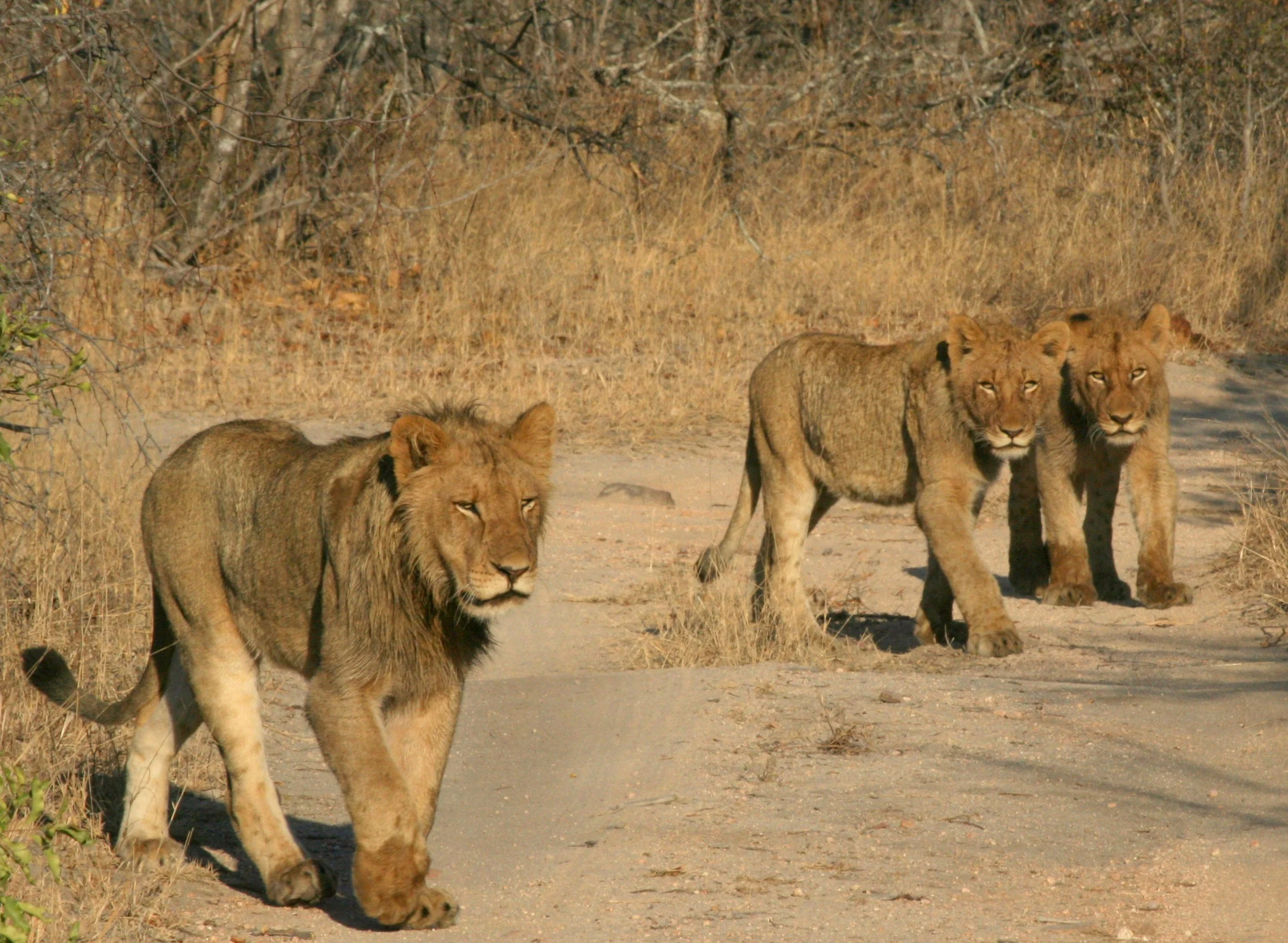 Lions of Sand River Pride