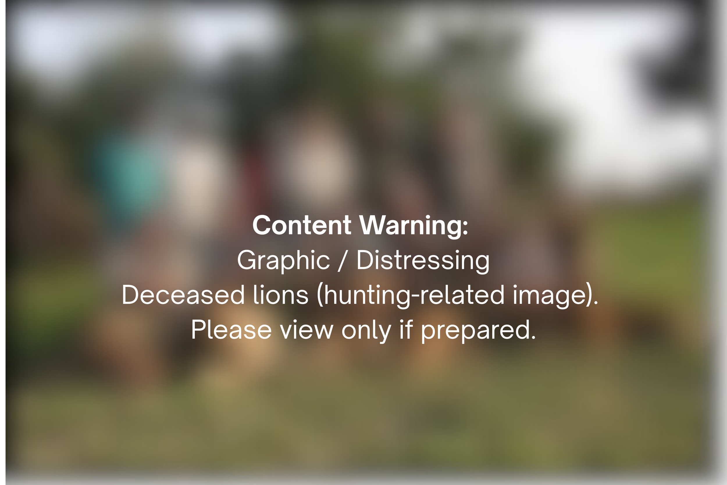 Content Warning Graphic  Distressing Deceased lions (hunting-related image). Please view only if prepared..png