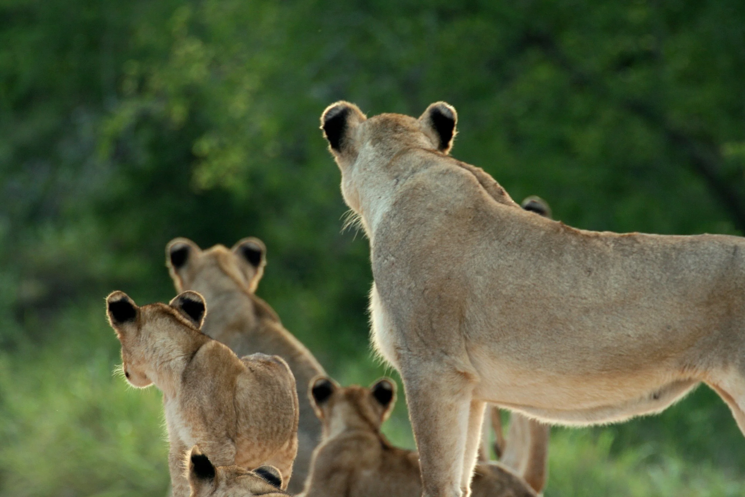 The Sand River Pride
