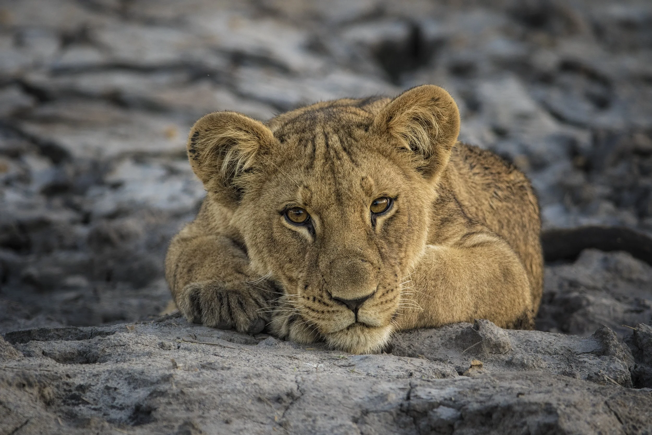 The Hidden Crisis Killing Africa's Big Cats — And the Pioneering Conservation Model Fighting Back