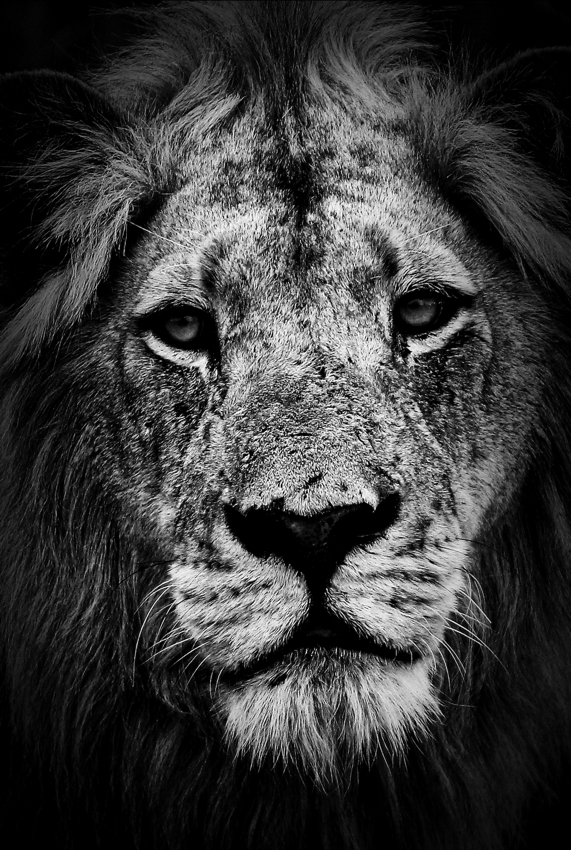 Close-up black and white photograph of a lion's face, showing detailed fur, eyes, nose, and mane.
