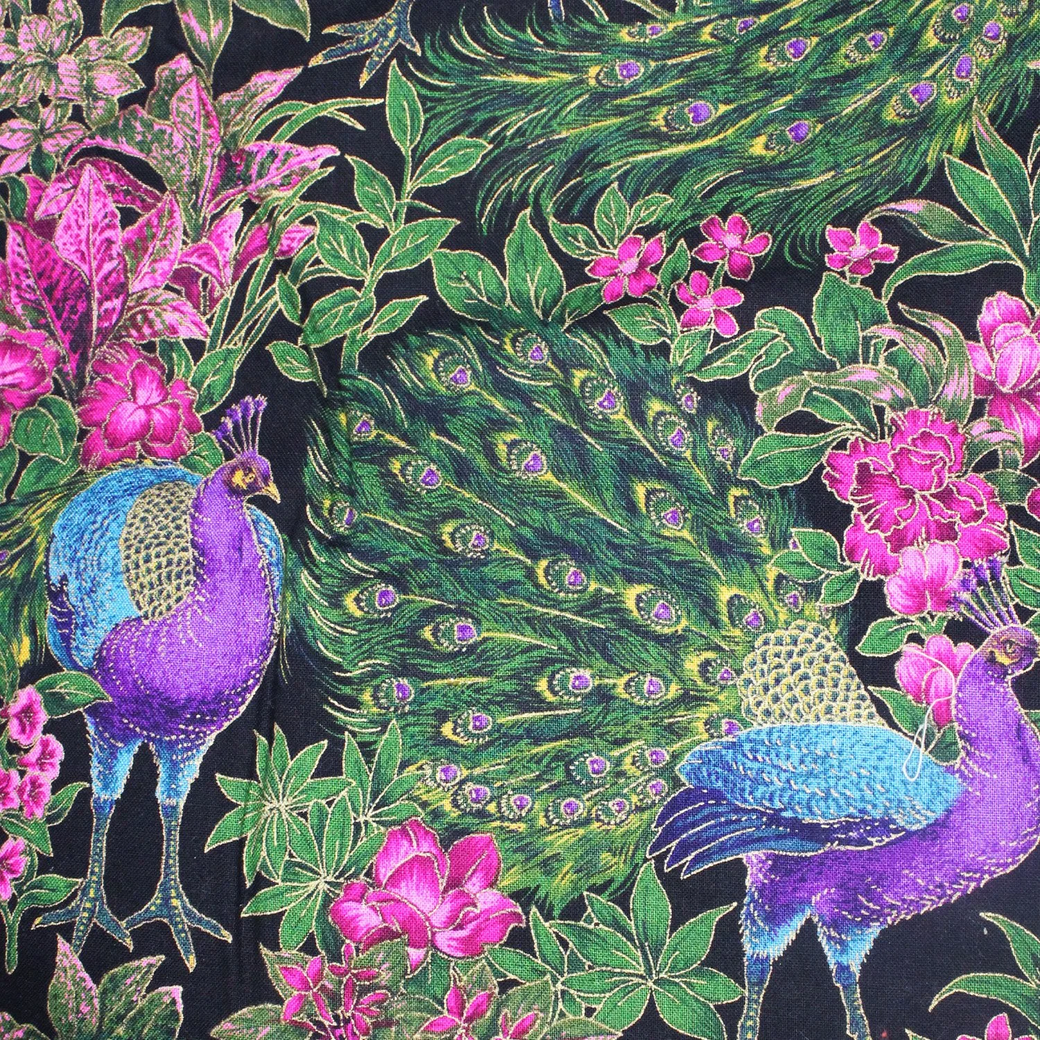 Wild Tropical Peacocks