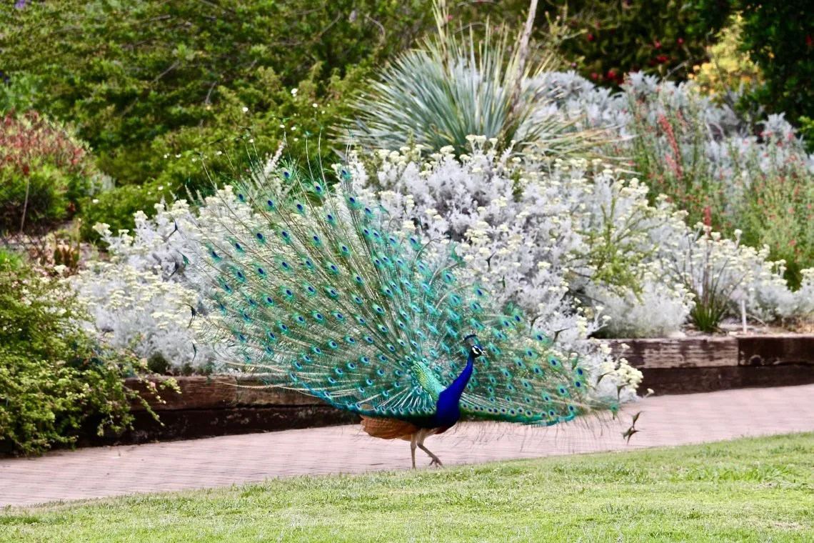 Los Angeles County Arboretum & Botanic Garden