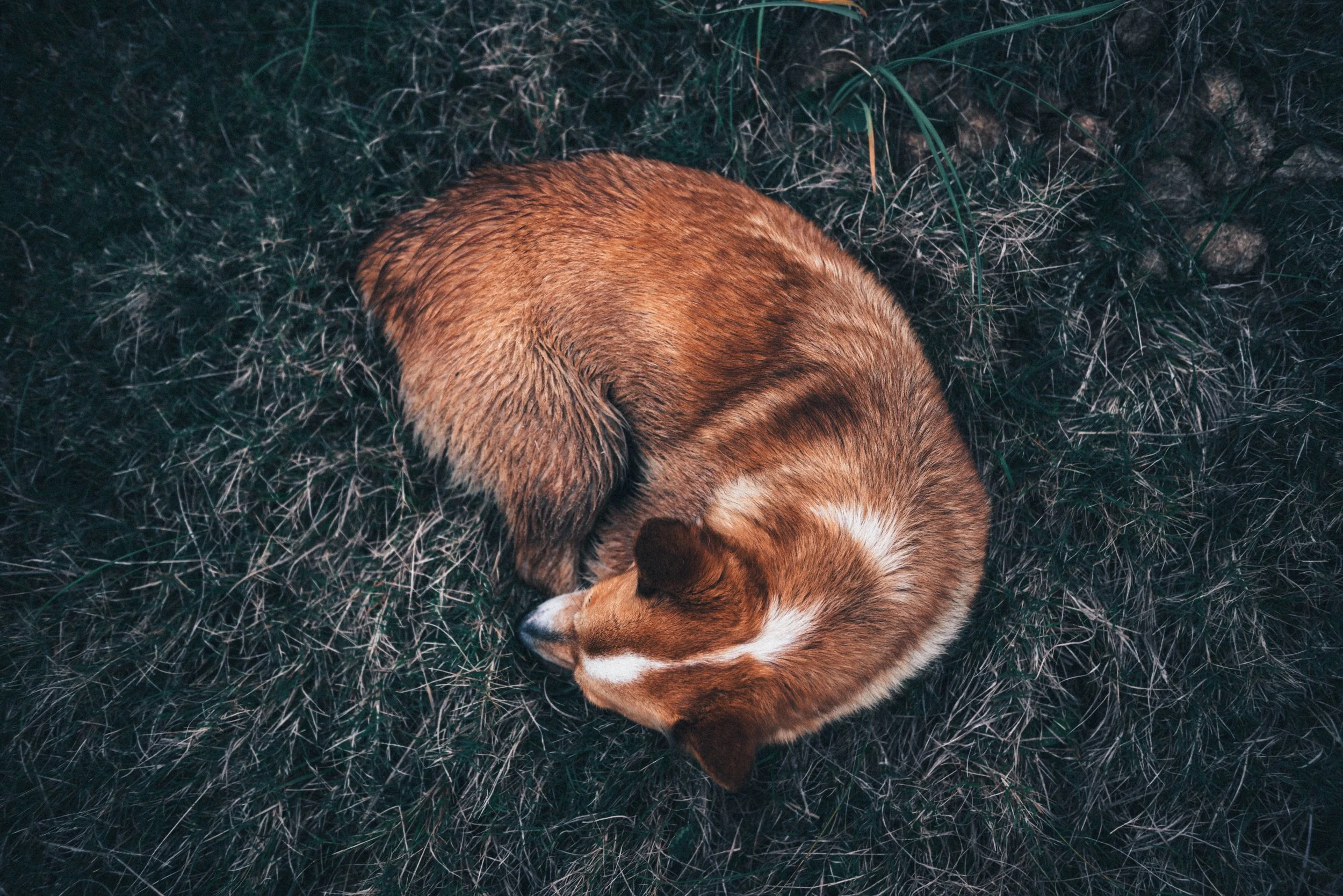 _DSC0685.jpeg