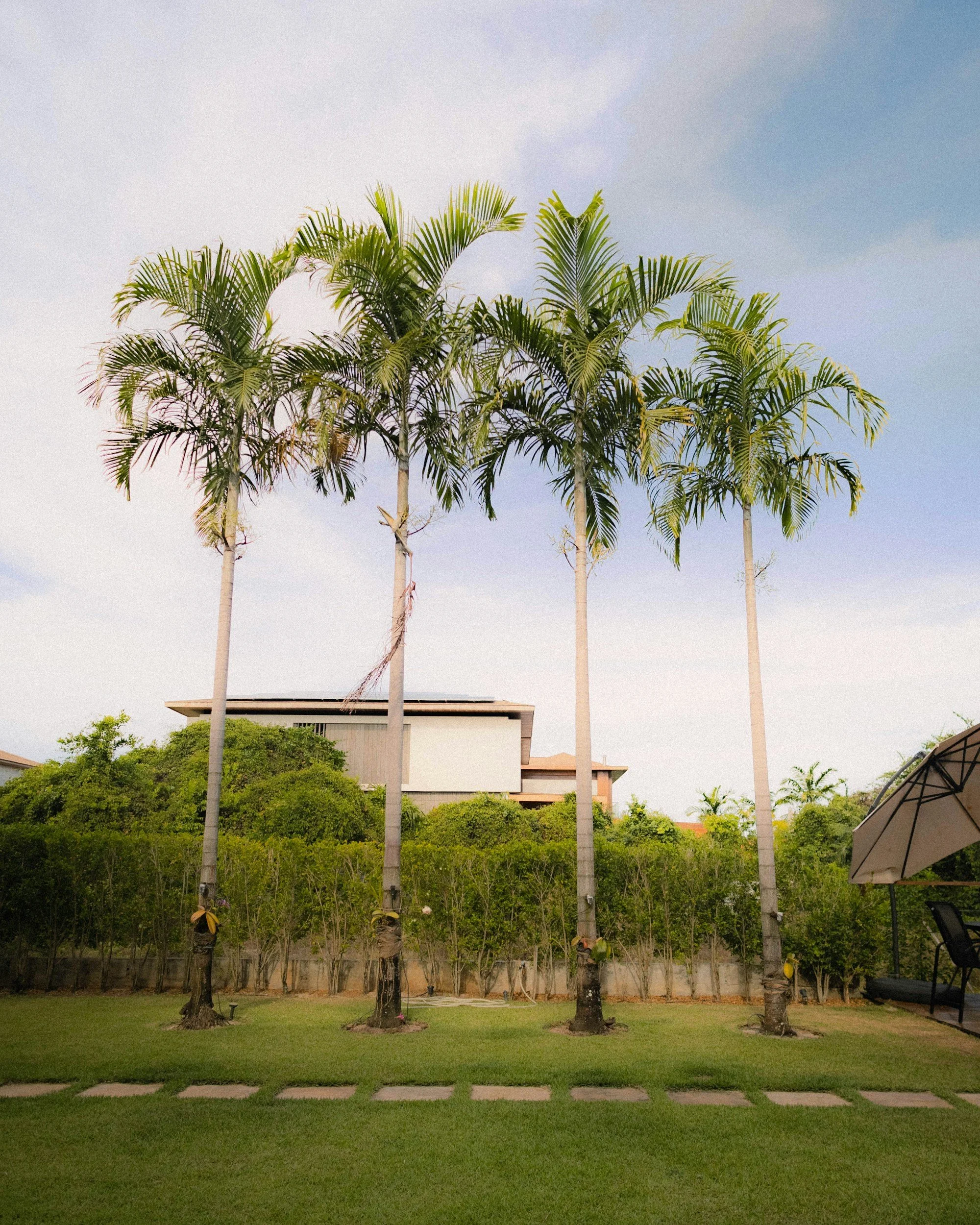 Four tall palm trees in a backyard with a house in the background and a patio area with a beige umbrella on the right.