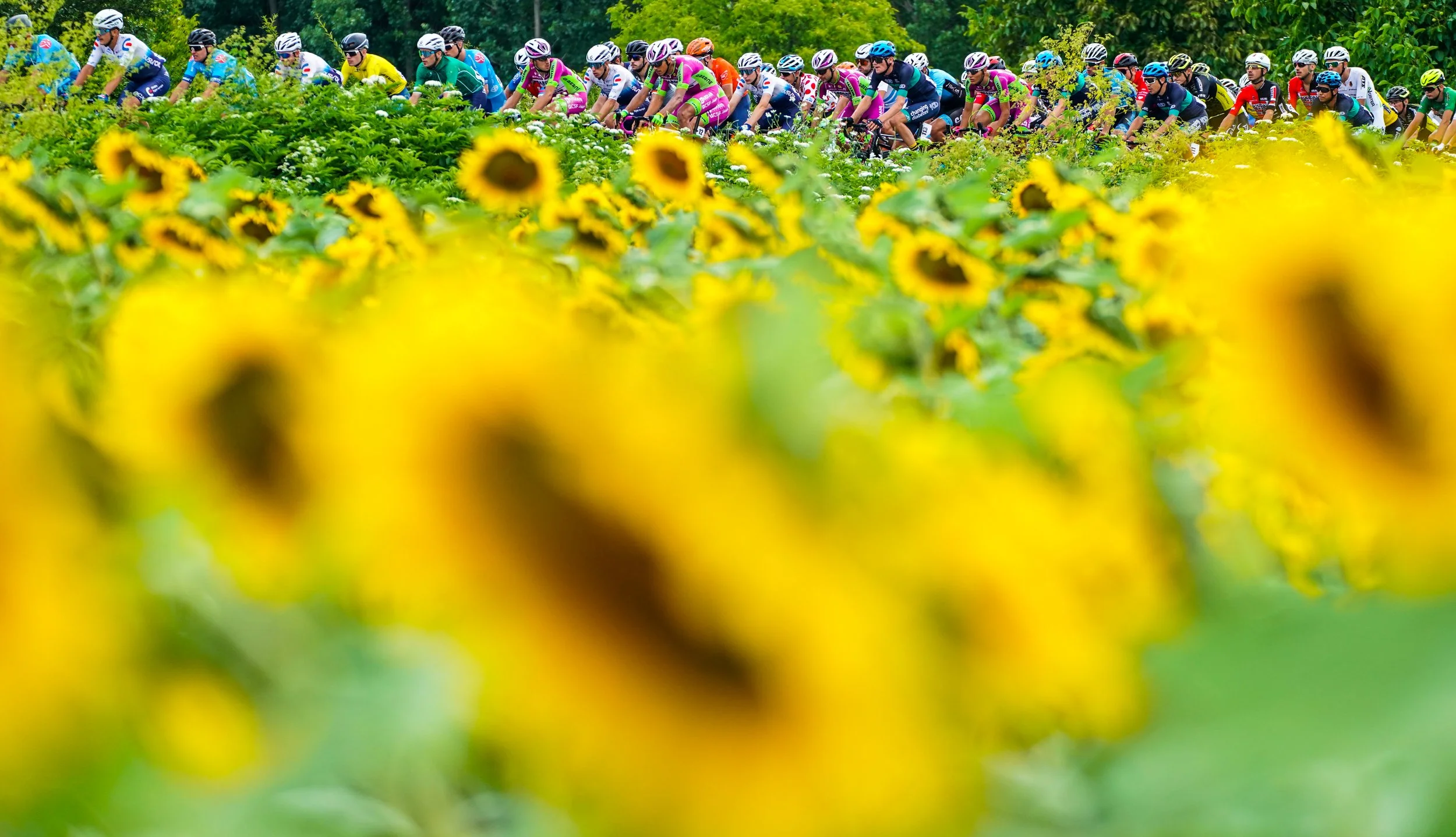 A group of cyclists riding through a field of sunflowers and white flowers during daytime, with trees and green foliage in the background.