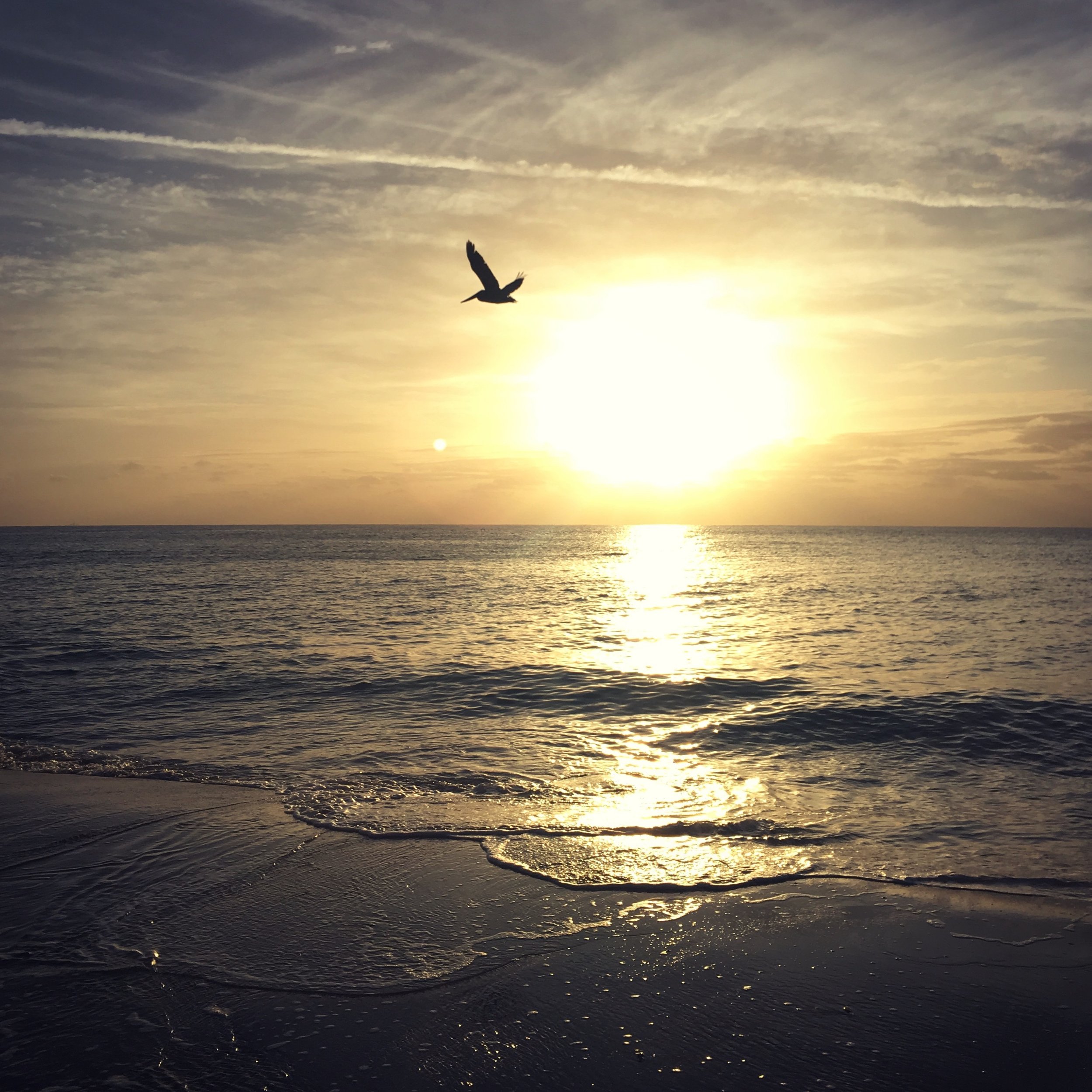 Ein Vogel fliegt vor einem Sonnenuntergang über dem Meer, die Wolken sind leicht bewölkt und die Sonnenstrahlen spiegeln sich auf der Wasseroberfläche.