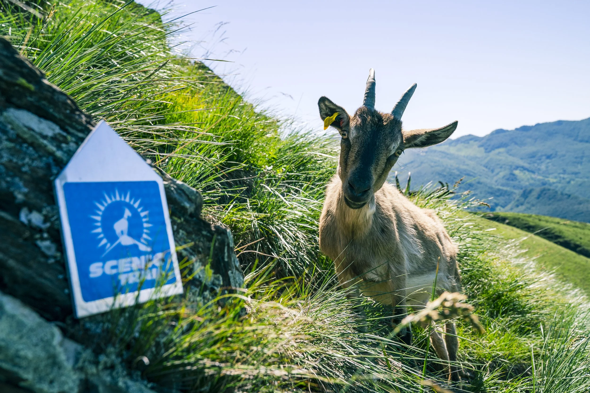Capra in un paesaggio montano con erba verde e cielo blu, vicino a un cartello che indica una zona protetta.