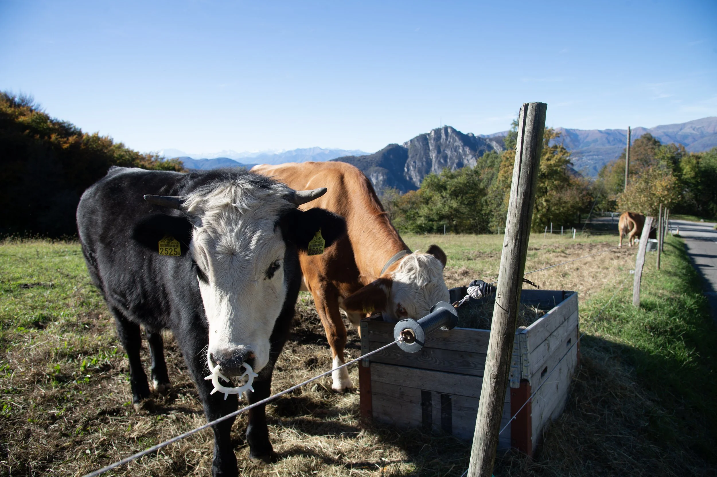 Mucche al pascolo in un paesaggio con montagne sullo sfondo, alcune mangiano dall'alimentatore in legno.