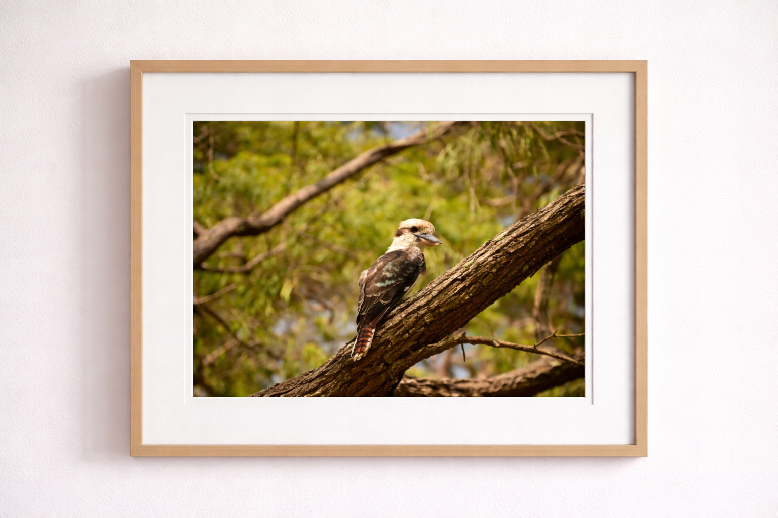 A Kookaburra on the lookout