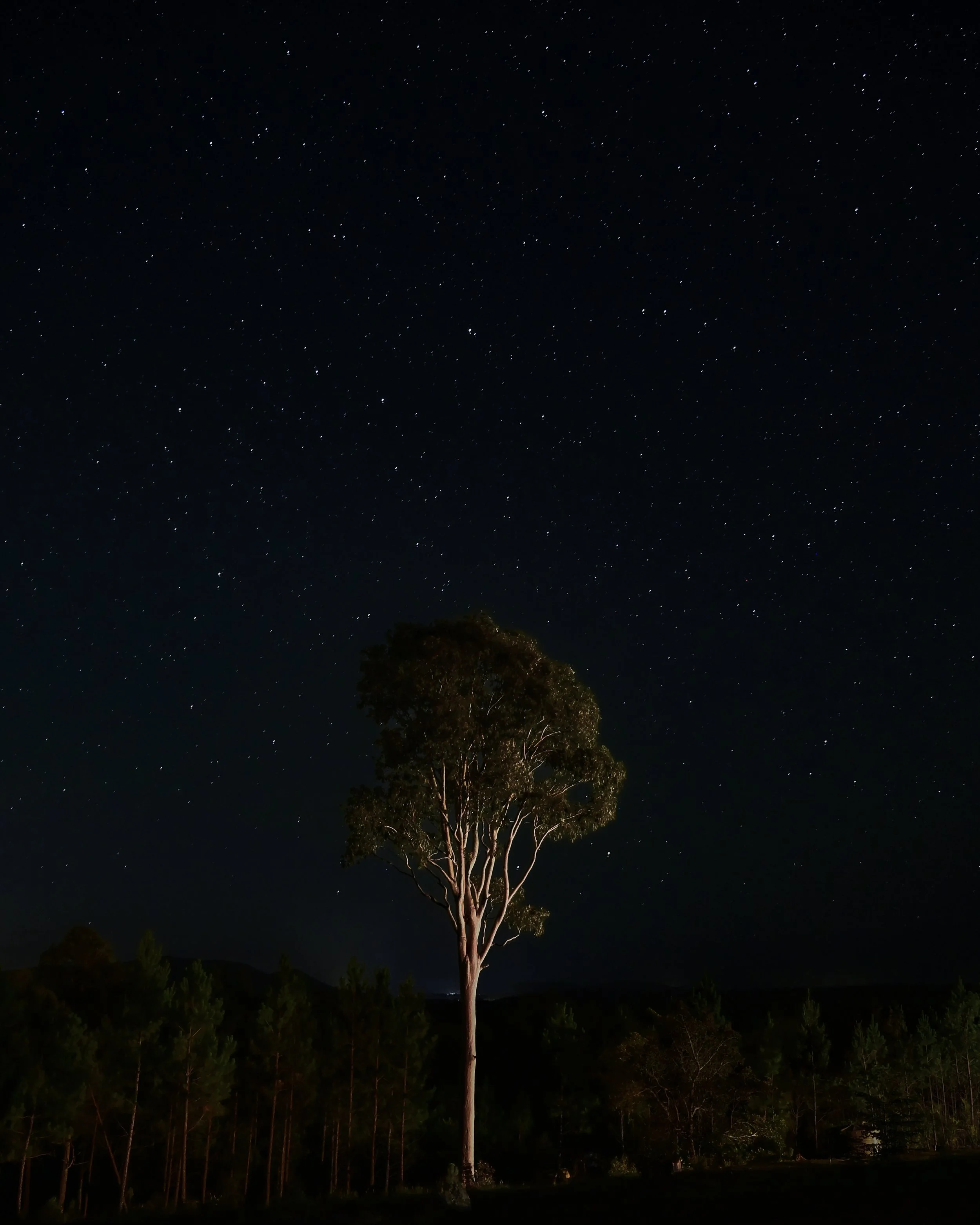 Eucalyptus tree under the stars
