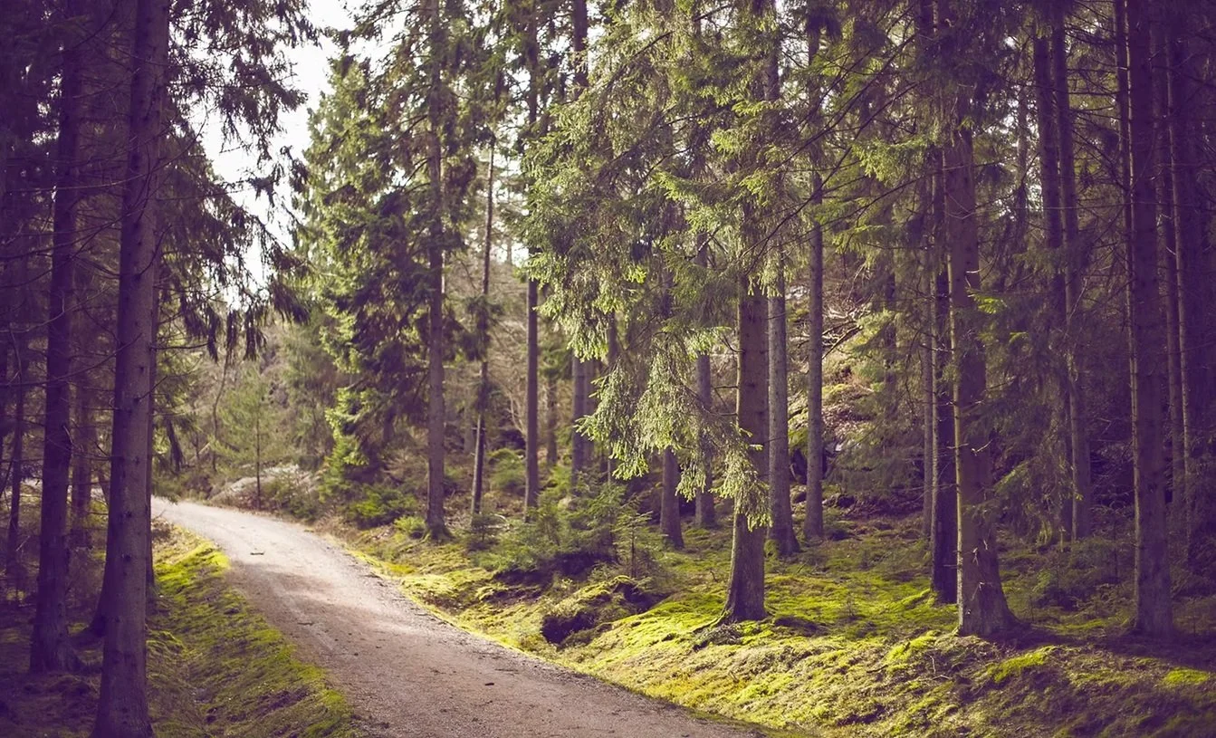 A dirt path winding through a dense forest with tall evergreen trees and moss-covered ground.