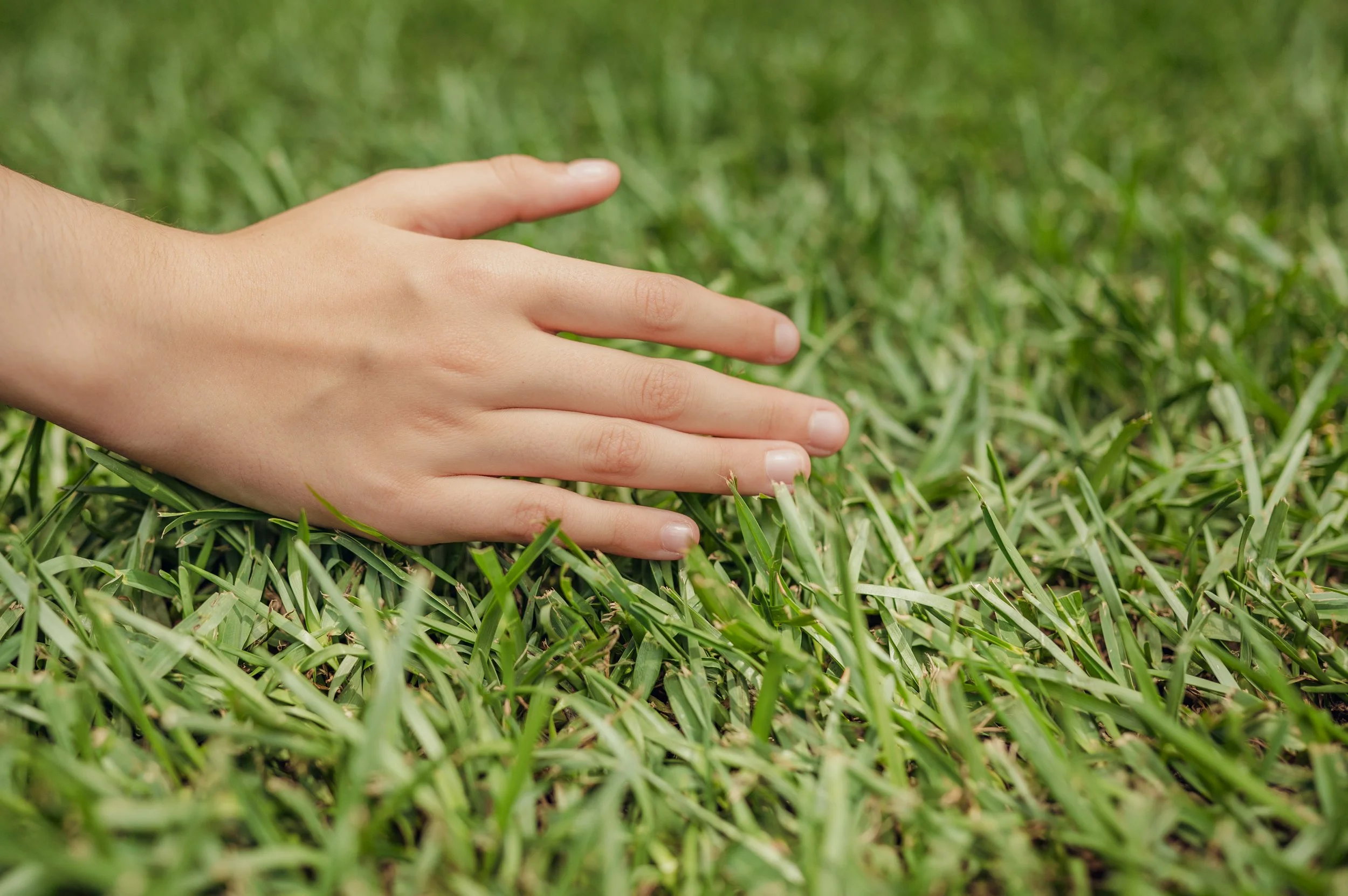 A human hand gently touching green grass on the ground.