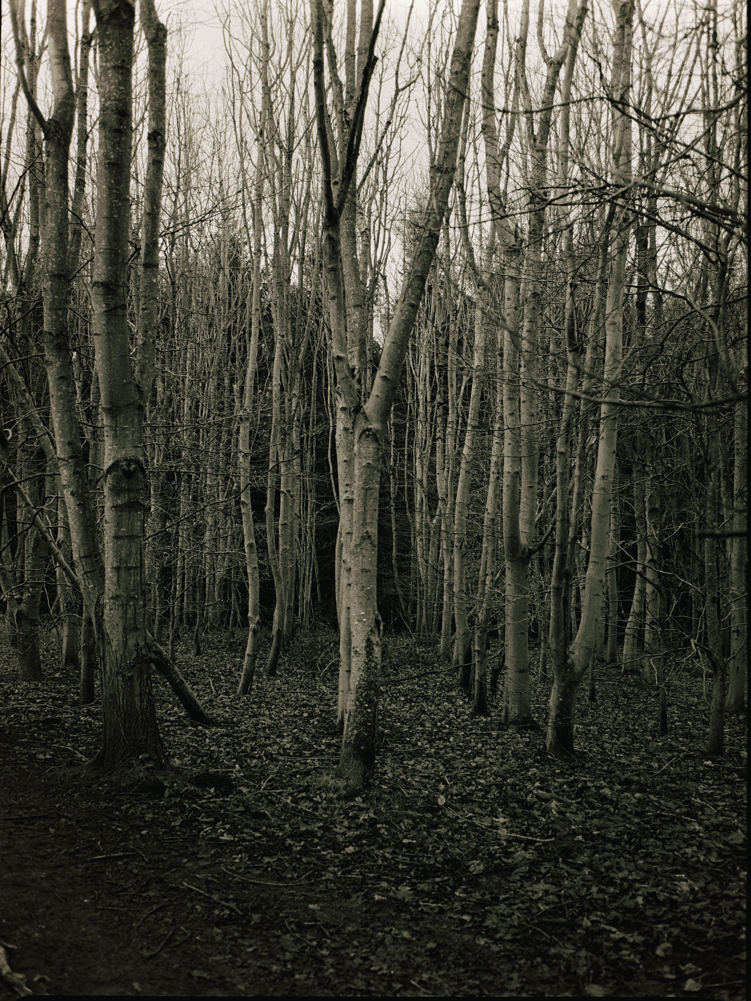 A dense forest with leafless trees and dark ground cover, giving a somber, overcast appearance.