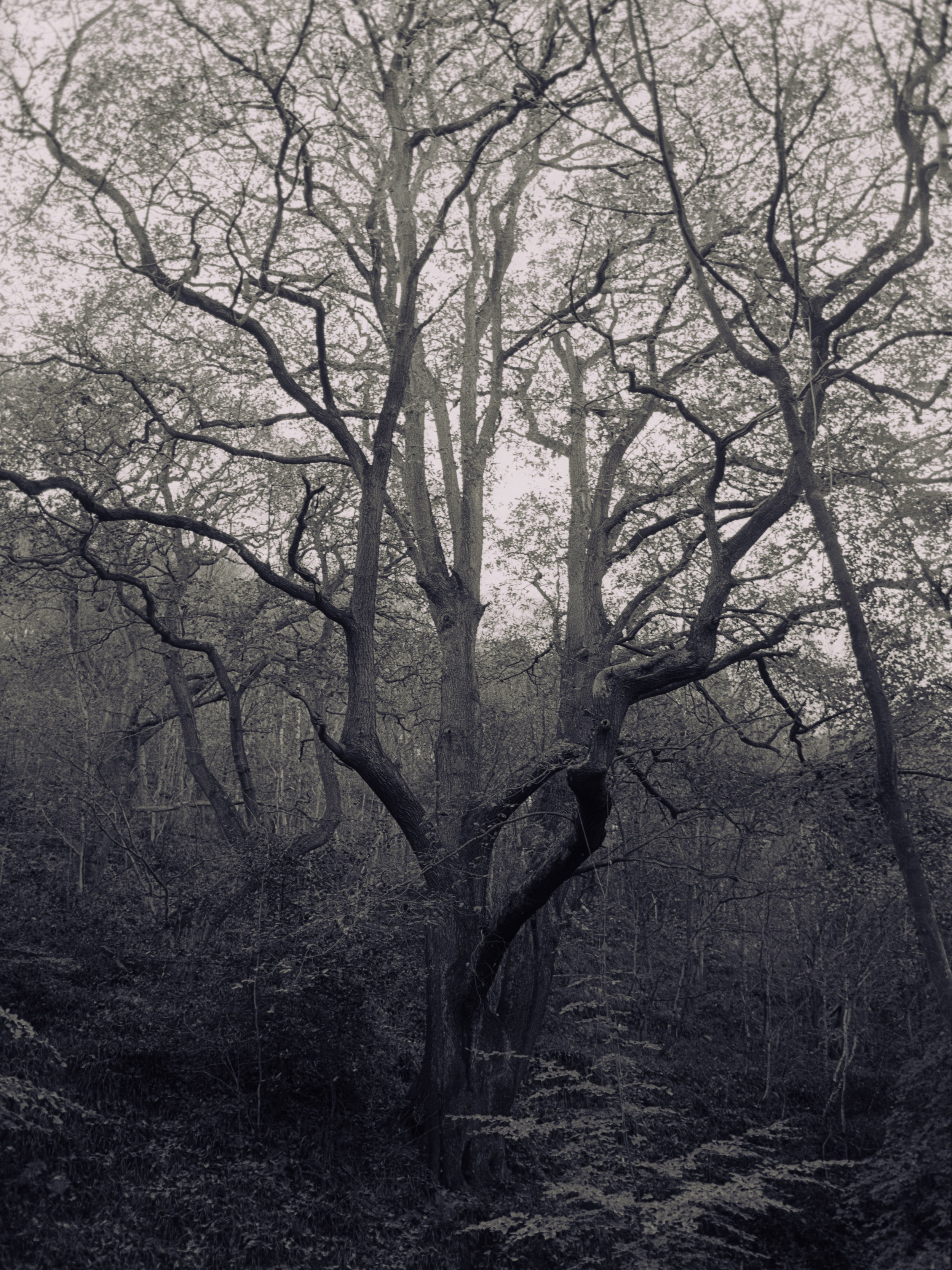 A large leafless tree with twisted branches in a forest or wooded area.