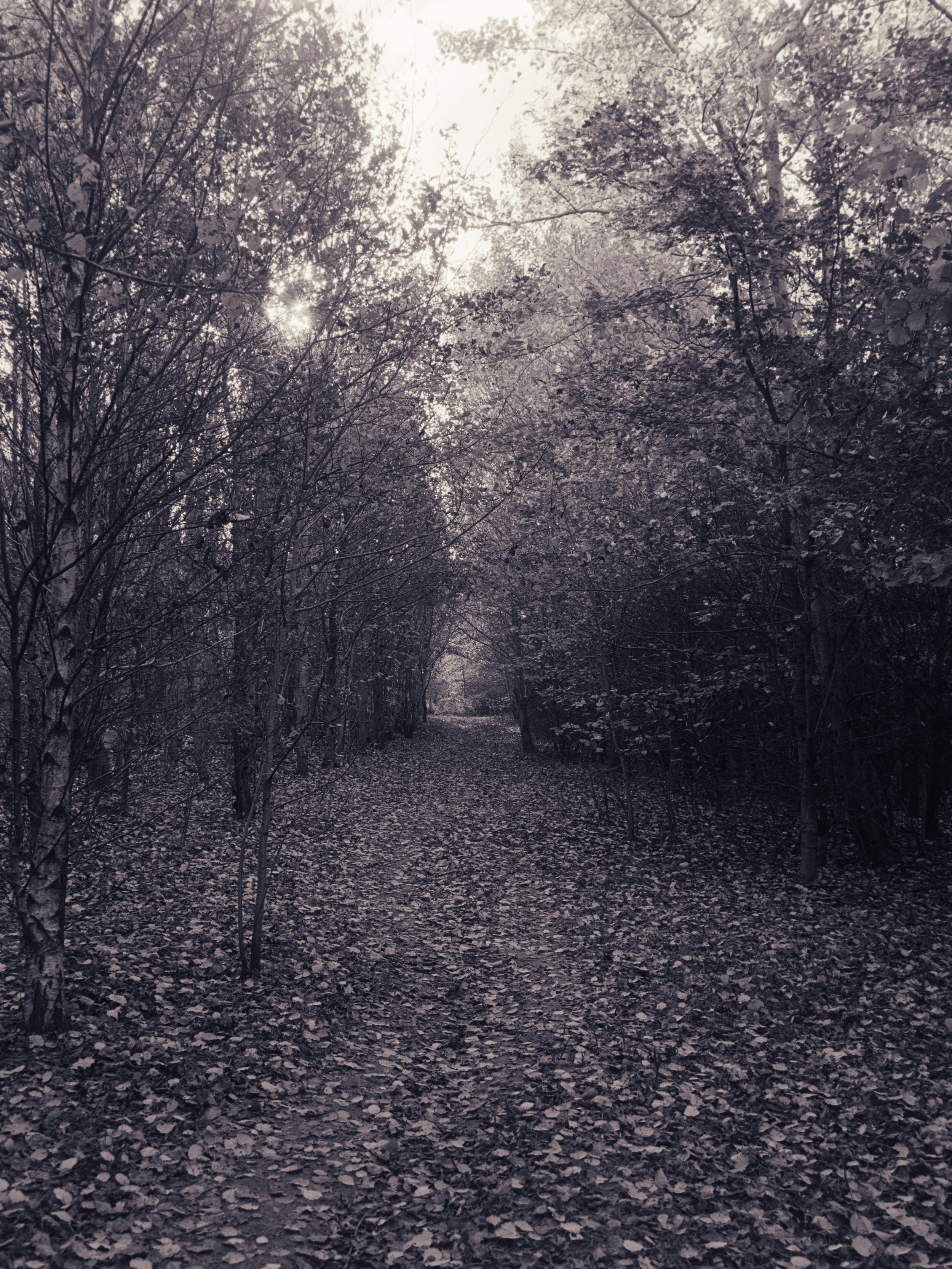 A forest trail covered with fallen leaves, surrounded by trees with bare branches, with sunlight filtering through the trees.