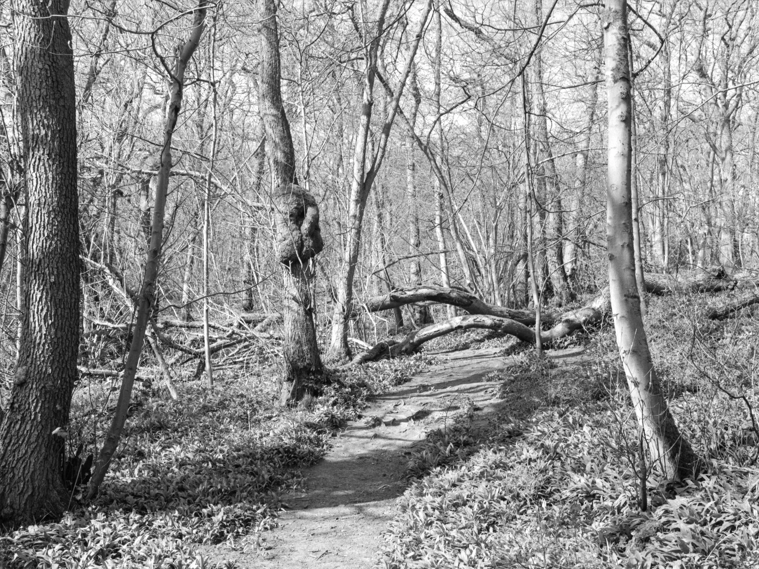 A black and white photo of a wooded forest trail with trees and fallen branches.