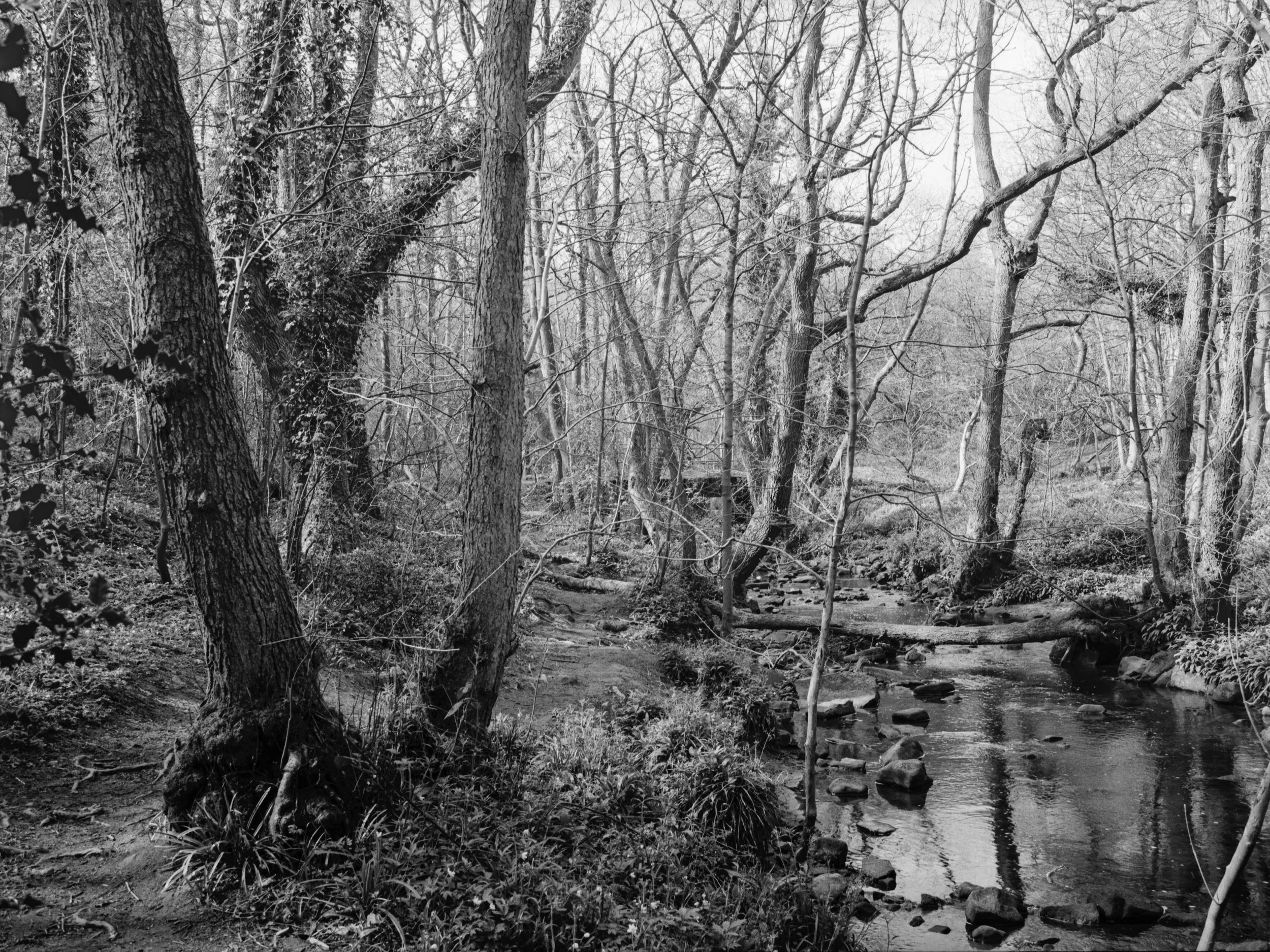 A black and white photograph of a forest scene with tall, leafless trees along a small stream or creek.