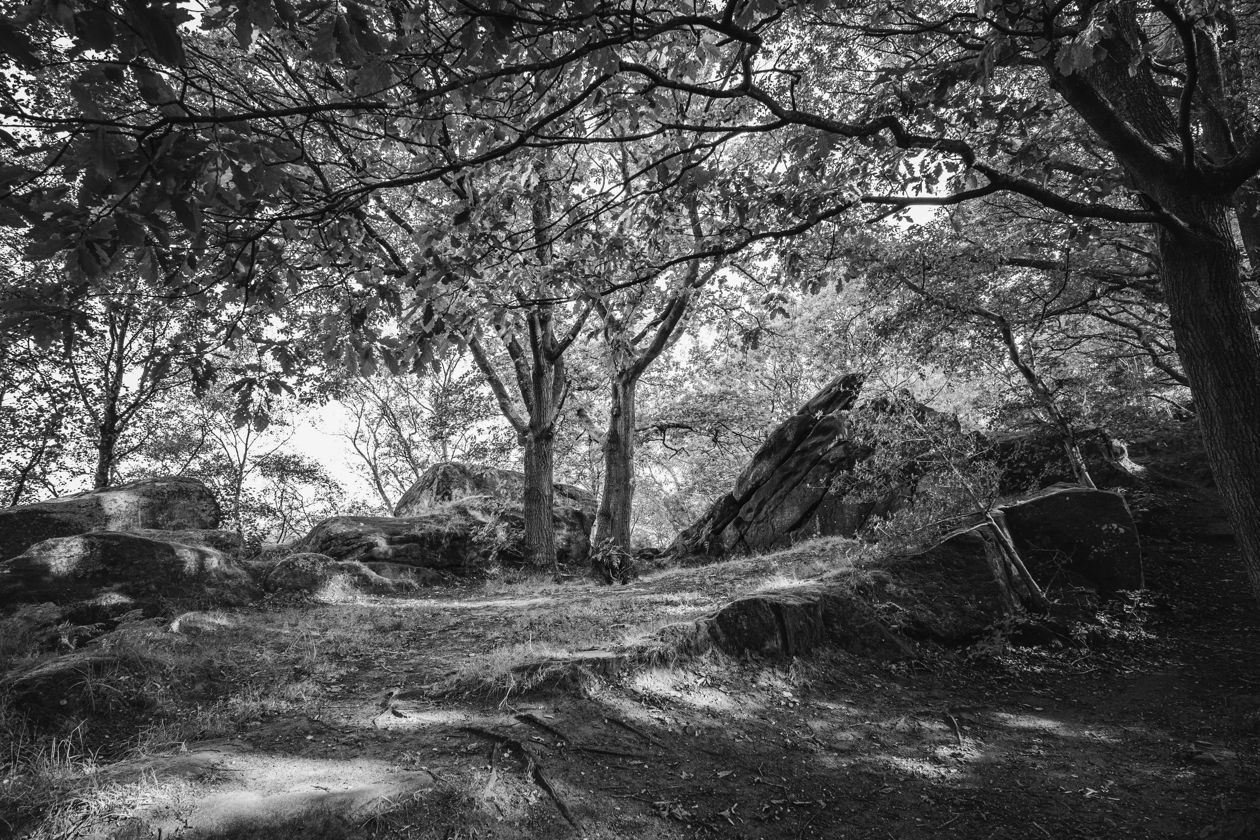 Black and white photograph of a wooded area with large rocks, trees, and a dirt path with sunlight filtering through the leaves.