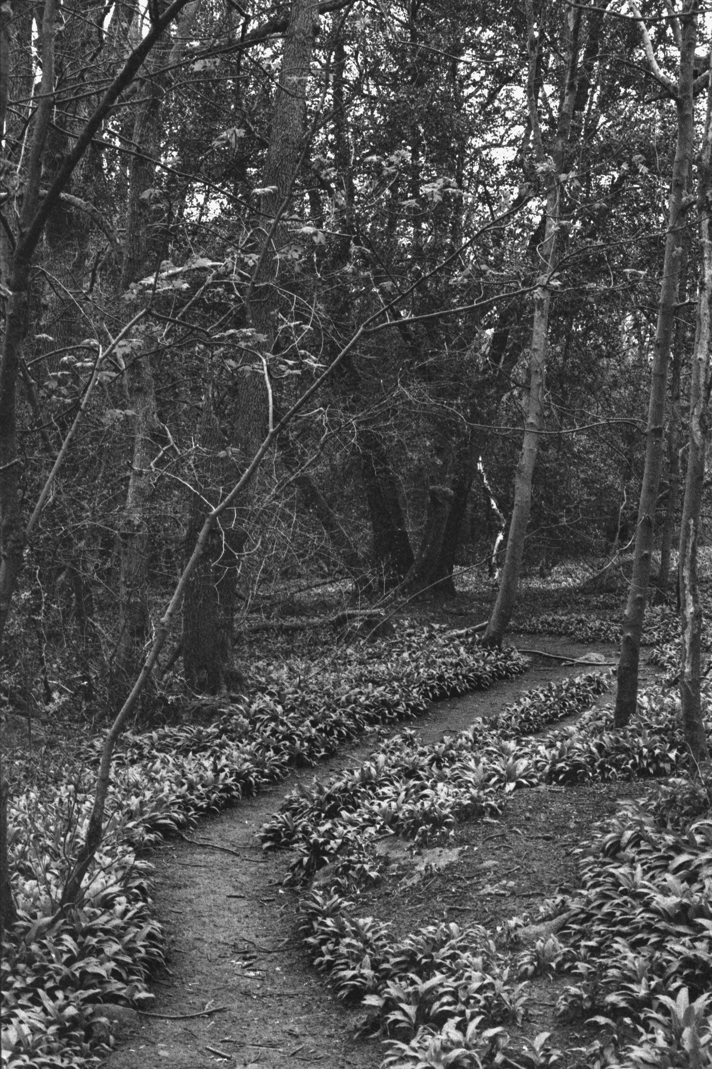 Black and white photo of a winding forest trail surrounded by dense trees and foliage.