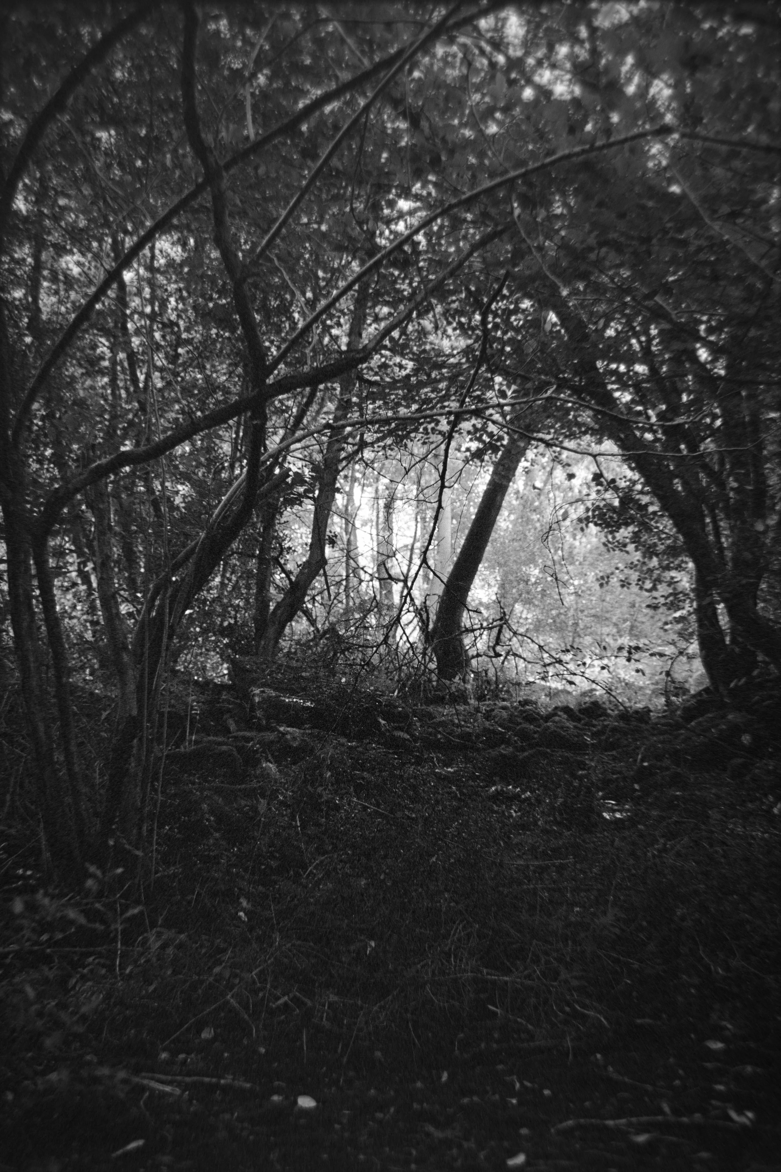 Black and white photograph of a dense forest scene with trees, branches, and underbrush.