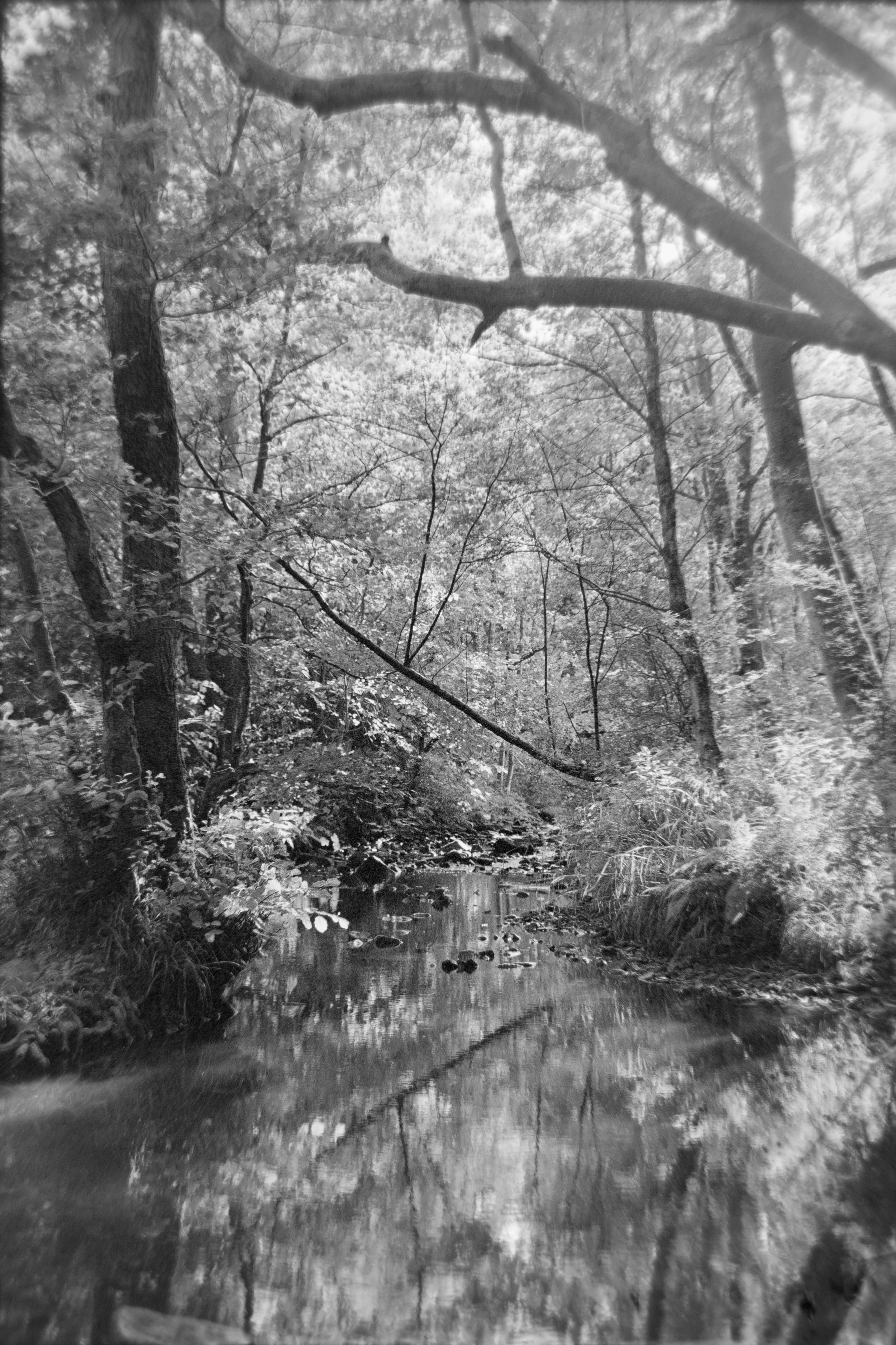Black and white photo of a tranquil forest scene with a small stream, trees, branches, and foliage.