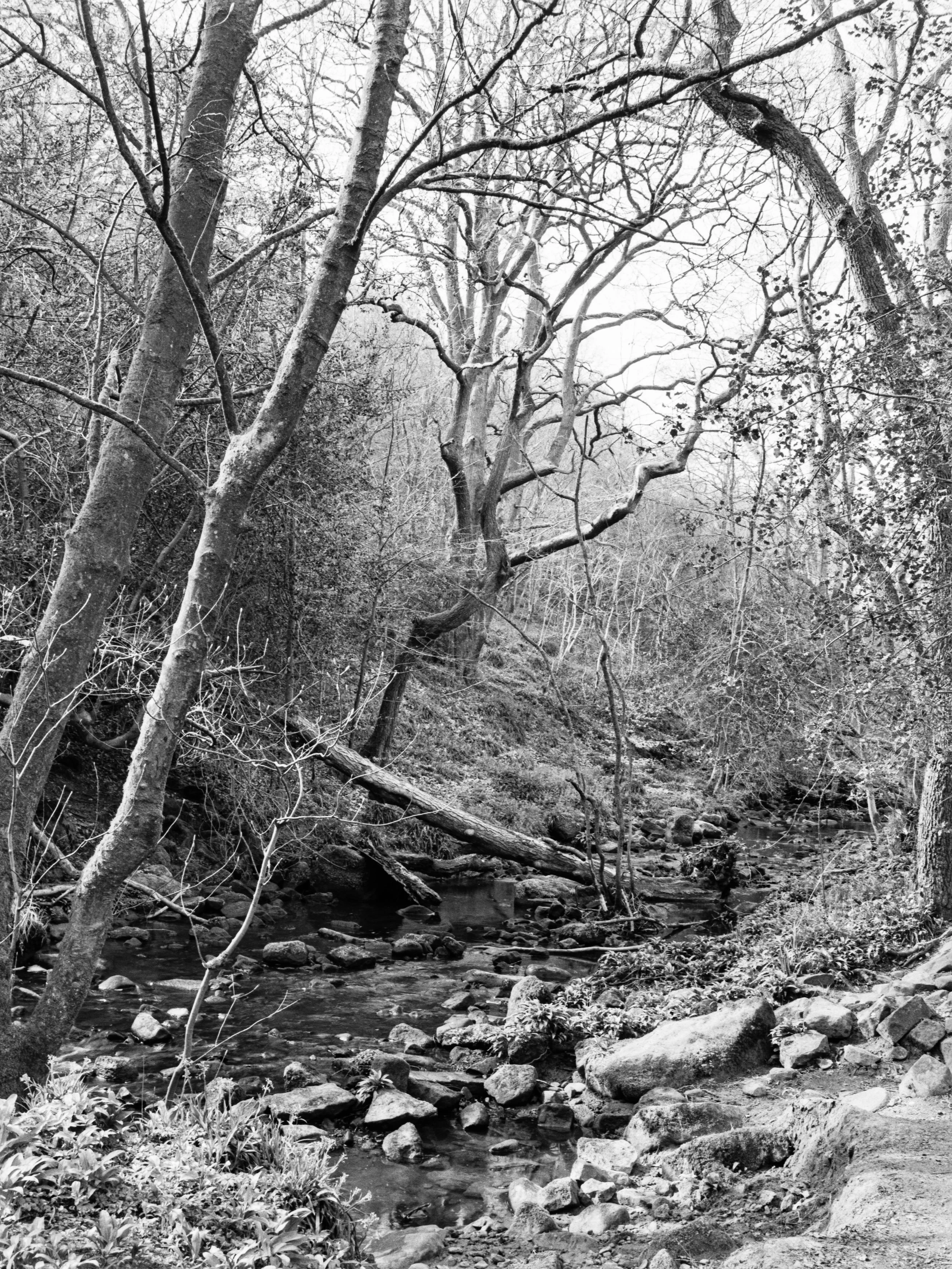 Black and white photo of a wooded area with a small stream flowing over rocks, surrounded by trees with bare branches.