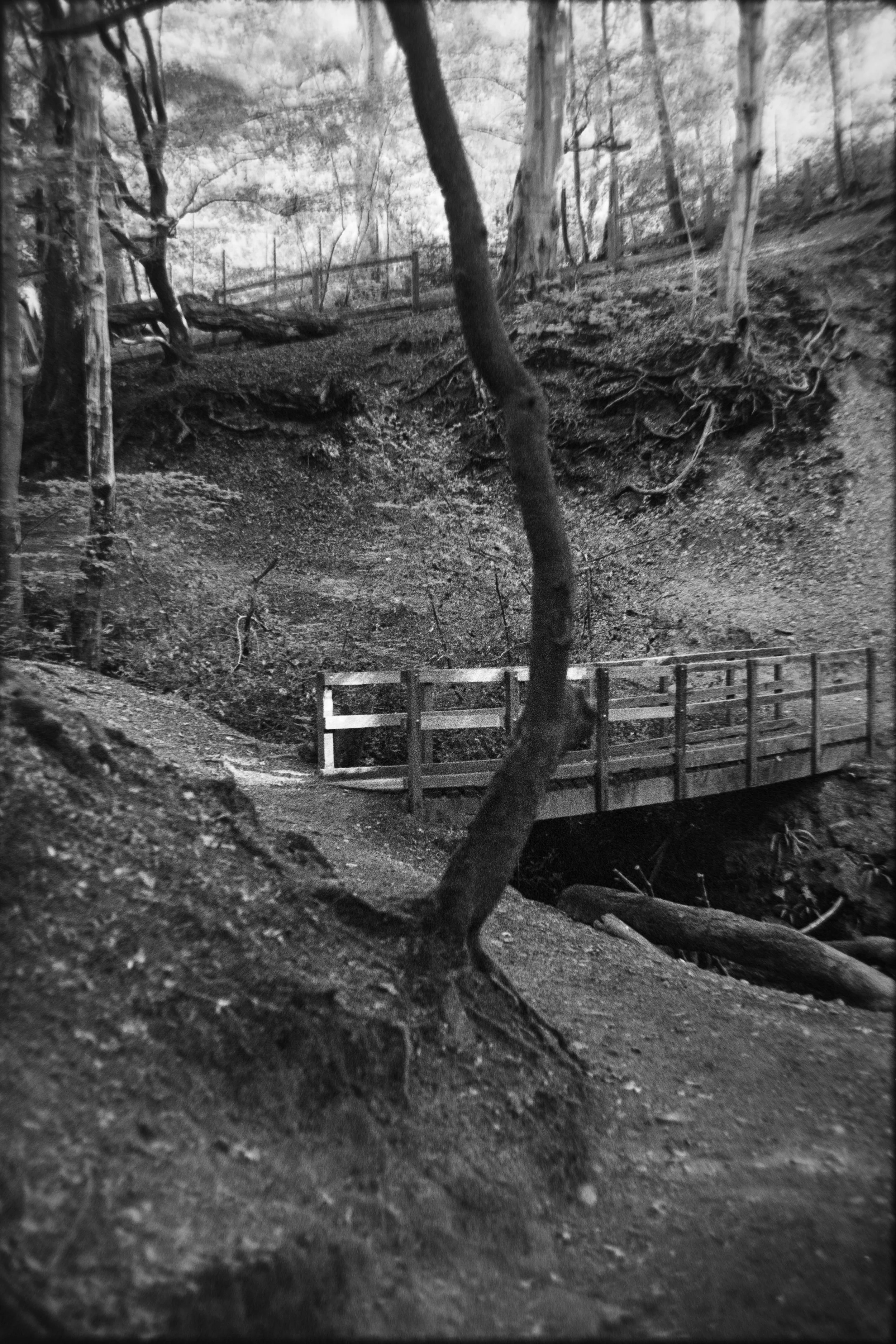Black and white photo of a wooded area with a small bridge over a creek, surrounded by trees and uneven terrain.