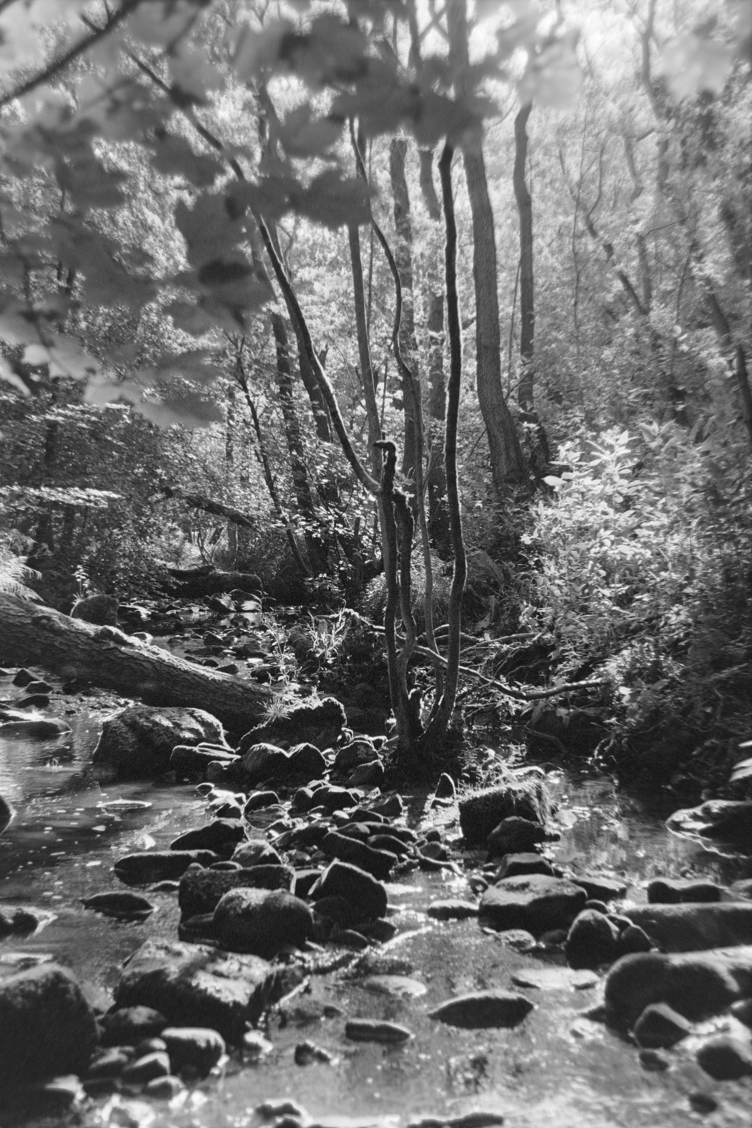 A black and white photograph of a forest stream with rocks and trees, with sunlight filtering through the canopy.