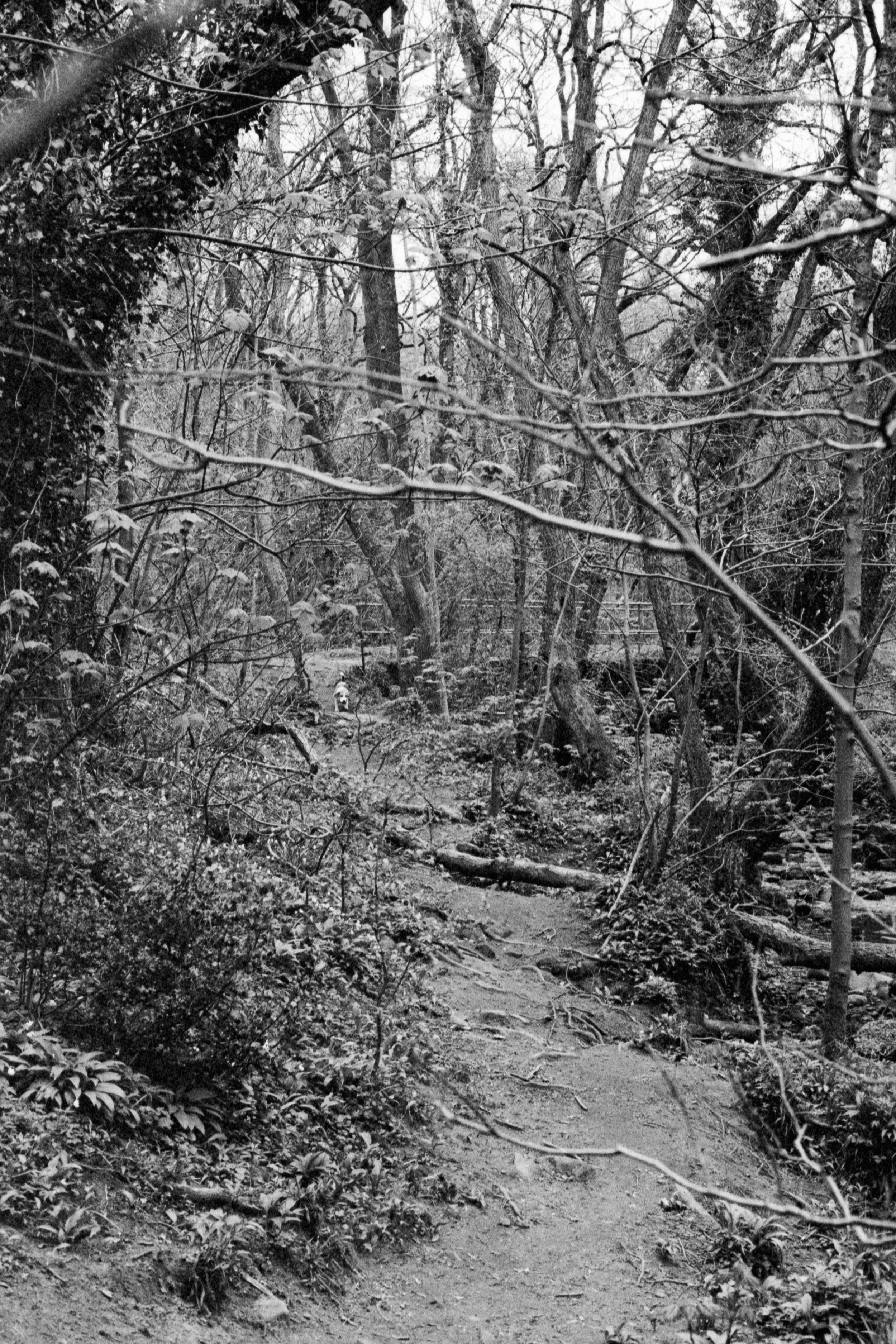 A black and white photo of a wooded area with trees, branches, and fallen logs on a dirt path.