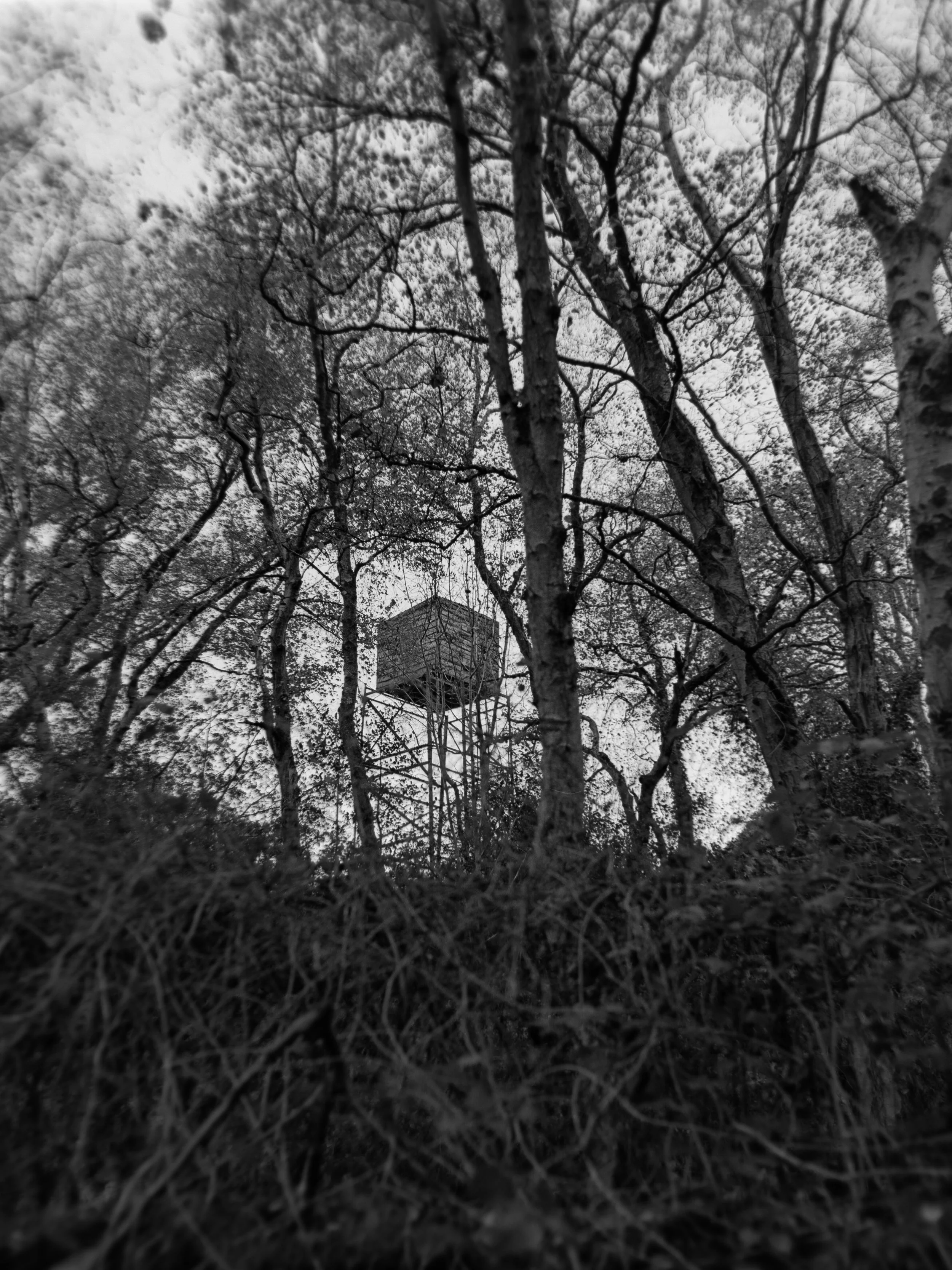 A black and white photo of a wooden water tower elevated on metal stilts among tall, leafless trees.