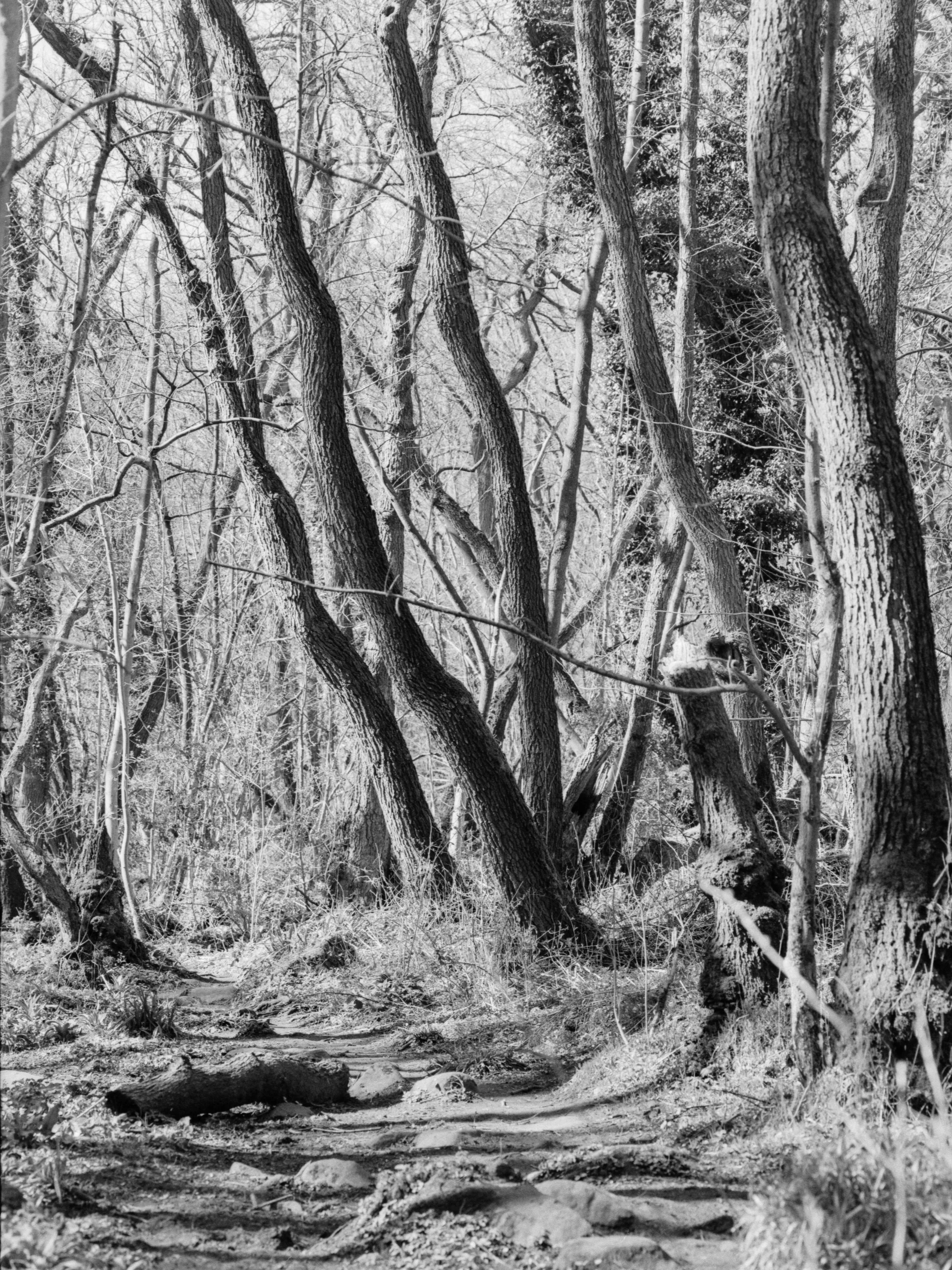 Black and white photo of a forest trail with trees and branches.