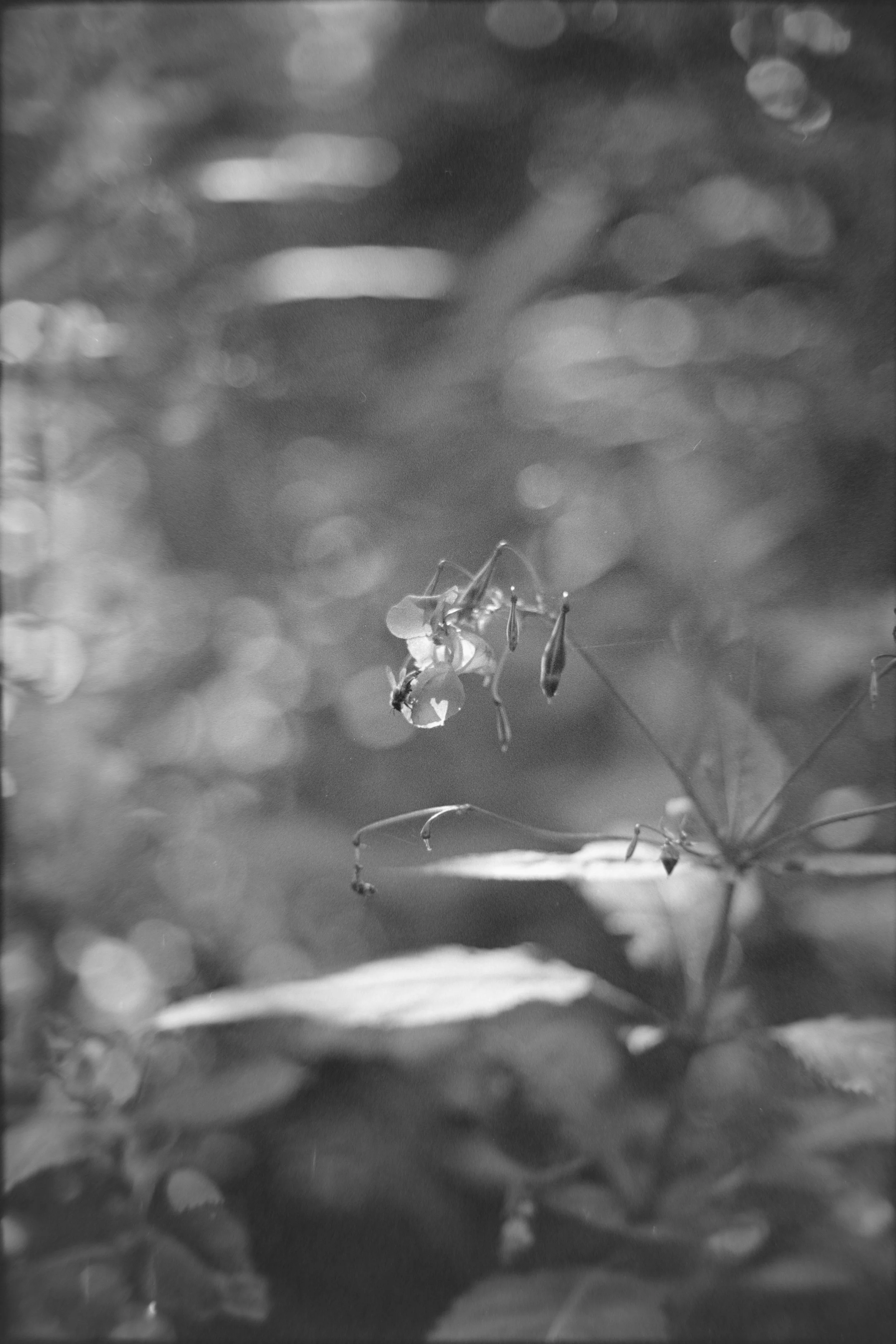 Close-up black and white photograph of a small insect on a thin plant stem with a blurred background of foliage and bokeh light spots.