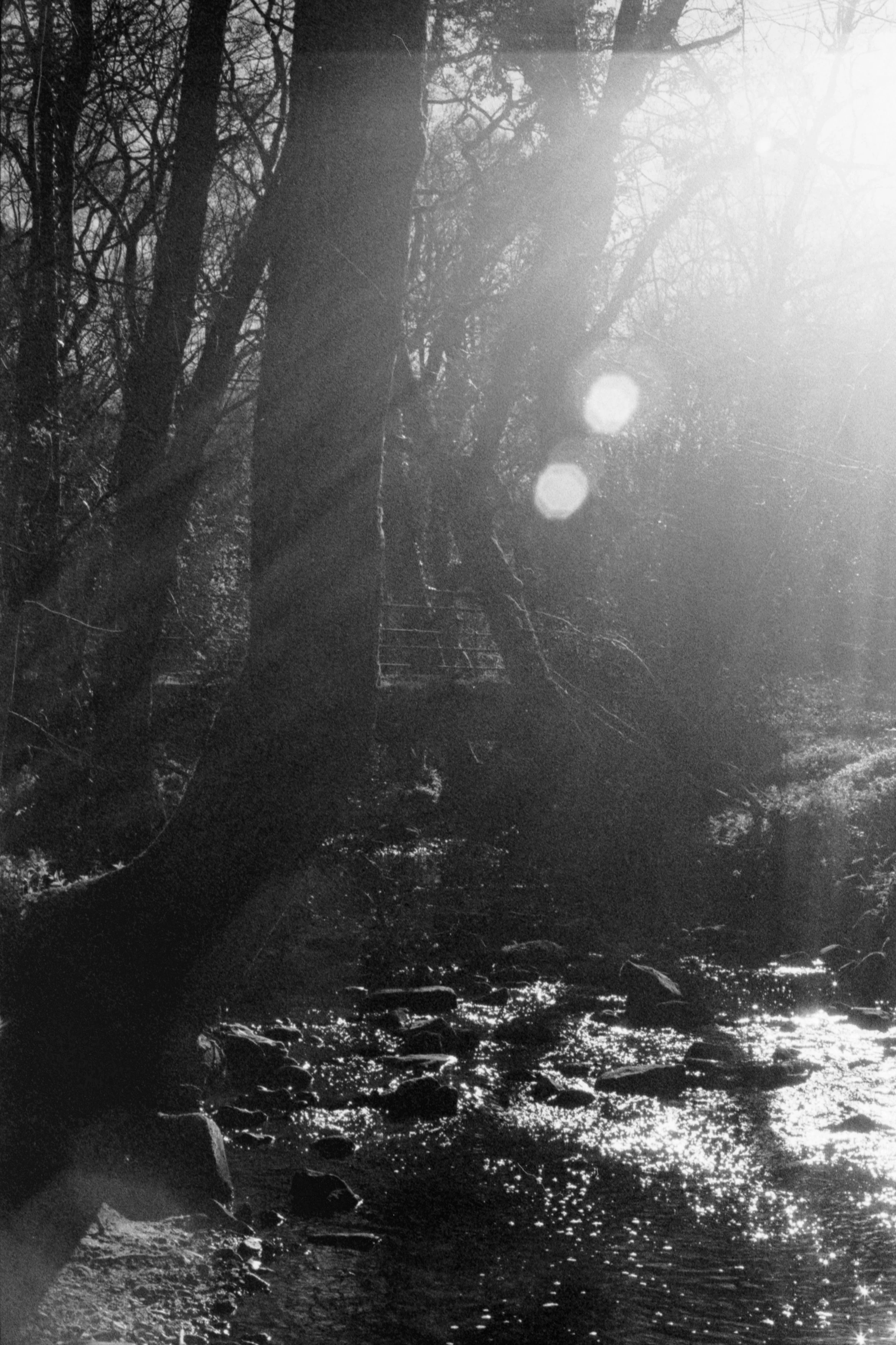 A black and white photo of a river or stream in a forest with trees and sunlight filtering through the branches.